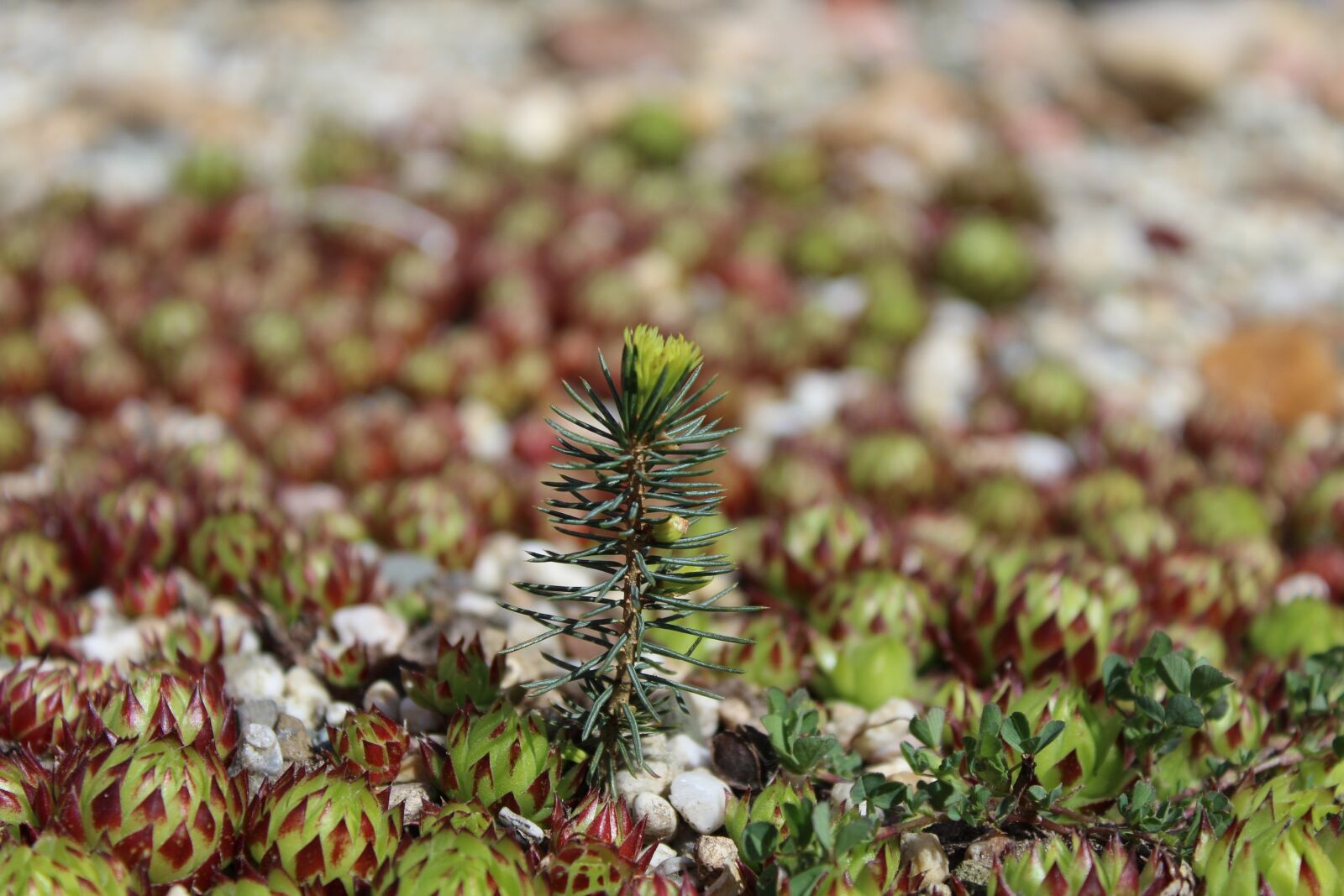 Canon EOS 1200D (EOS Rebel T5 / EOS Kiss X70 / EOS Hi) sample photo. Houseleek, fir tree, branch photography