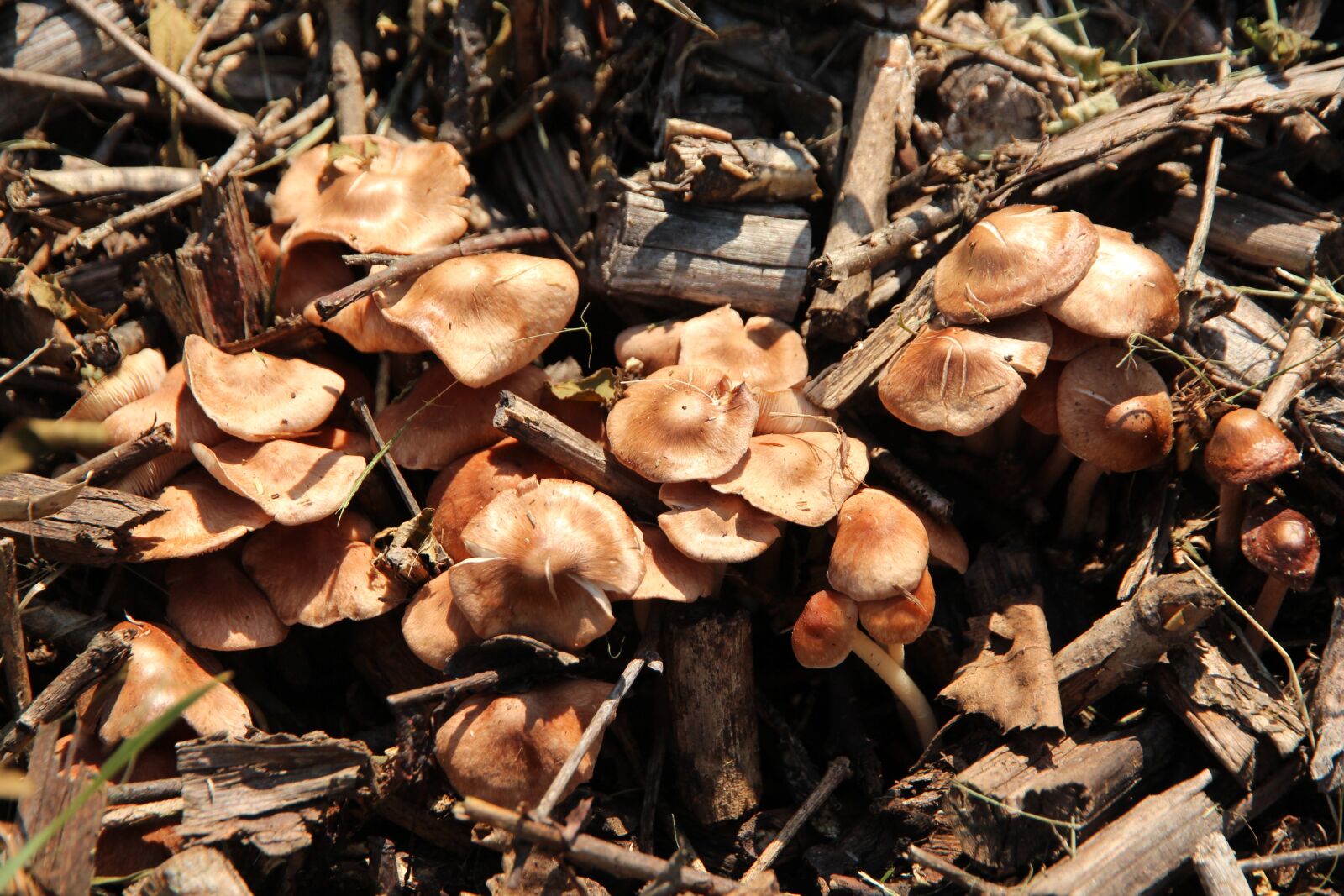 Canon EF-S 15-85mm F3.5-5.6 IS USM sample photo. Mushrooms, nature, forest photography