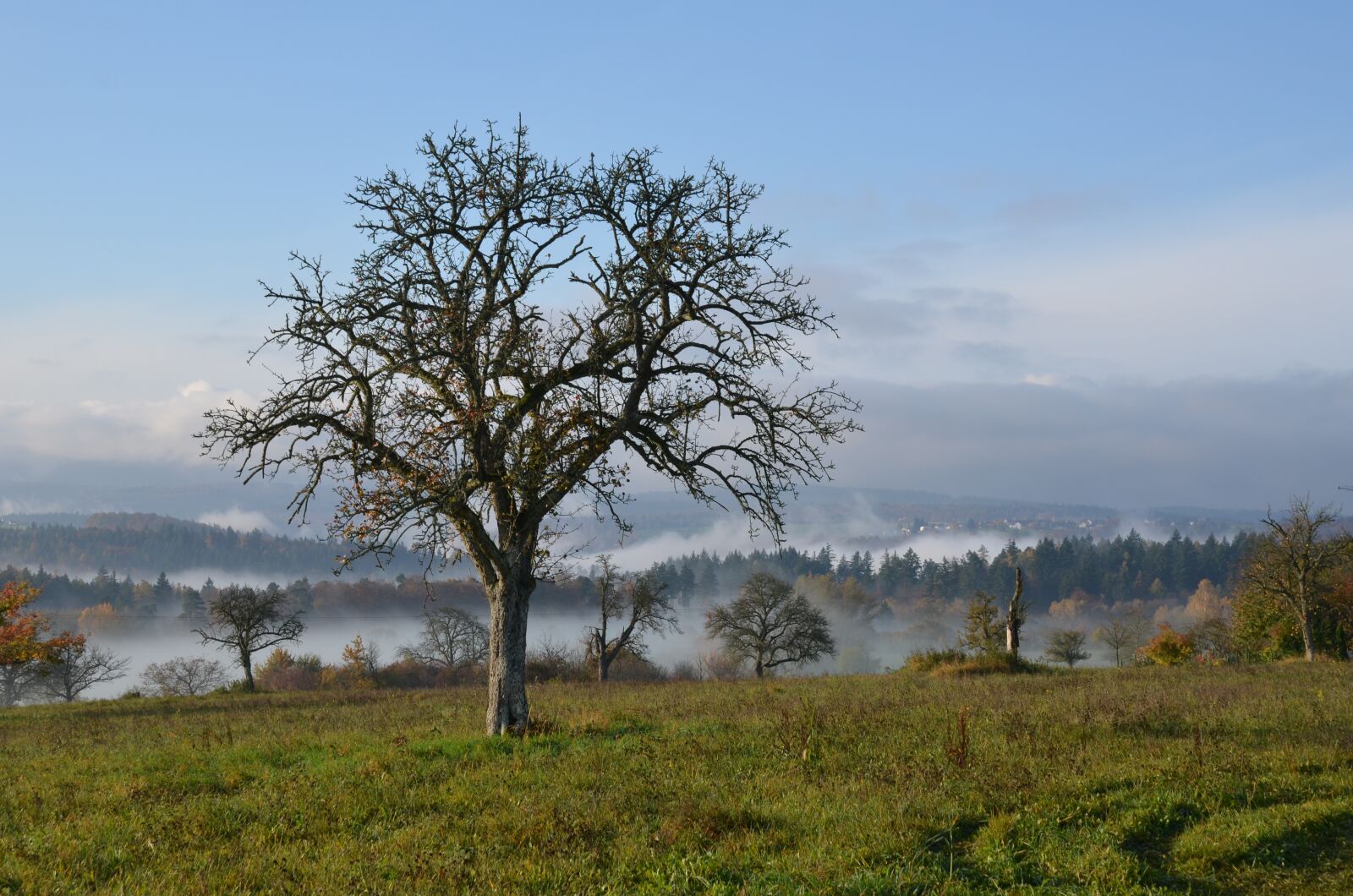 Nikon D7000 sample photo. Landscape, fog, trees photography