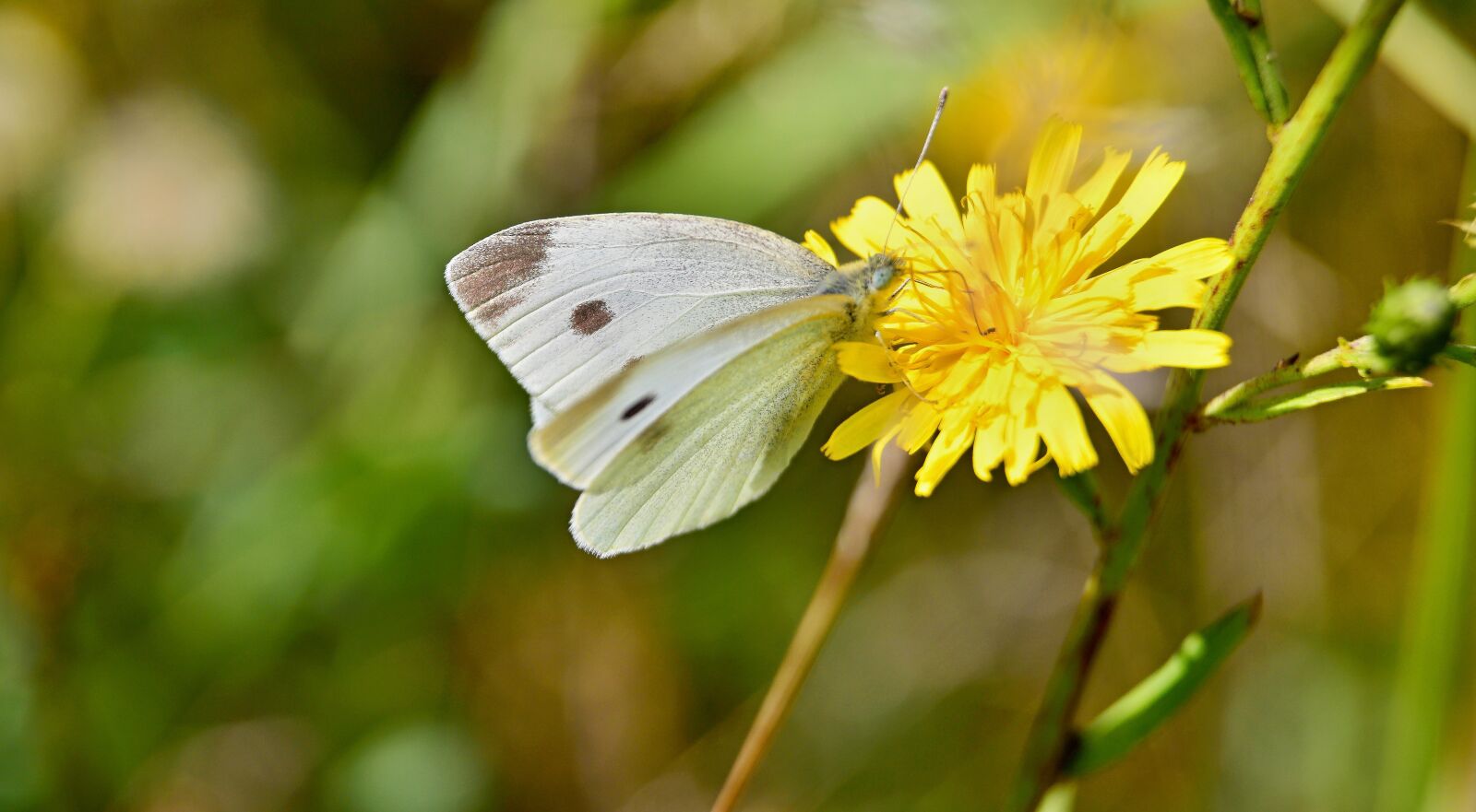 Nikon D5300 sample photo. Nature, butterfly, flower photography