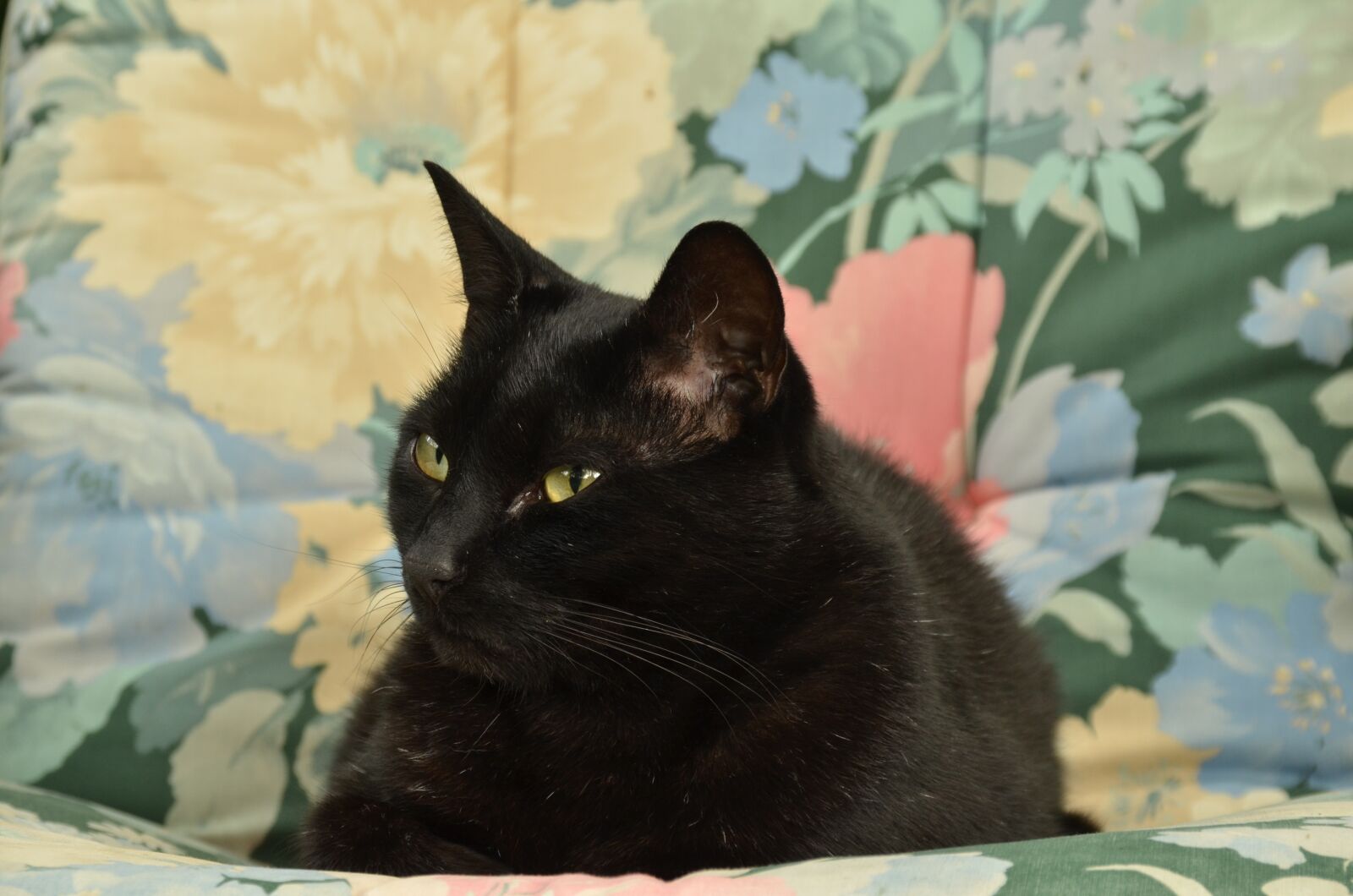 Nikon D7000 sample photo. Cat, pet, black photography