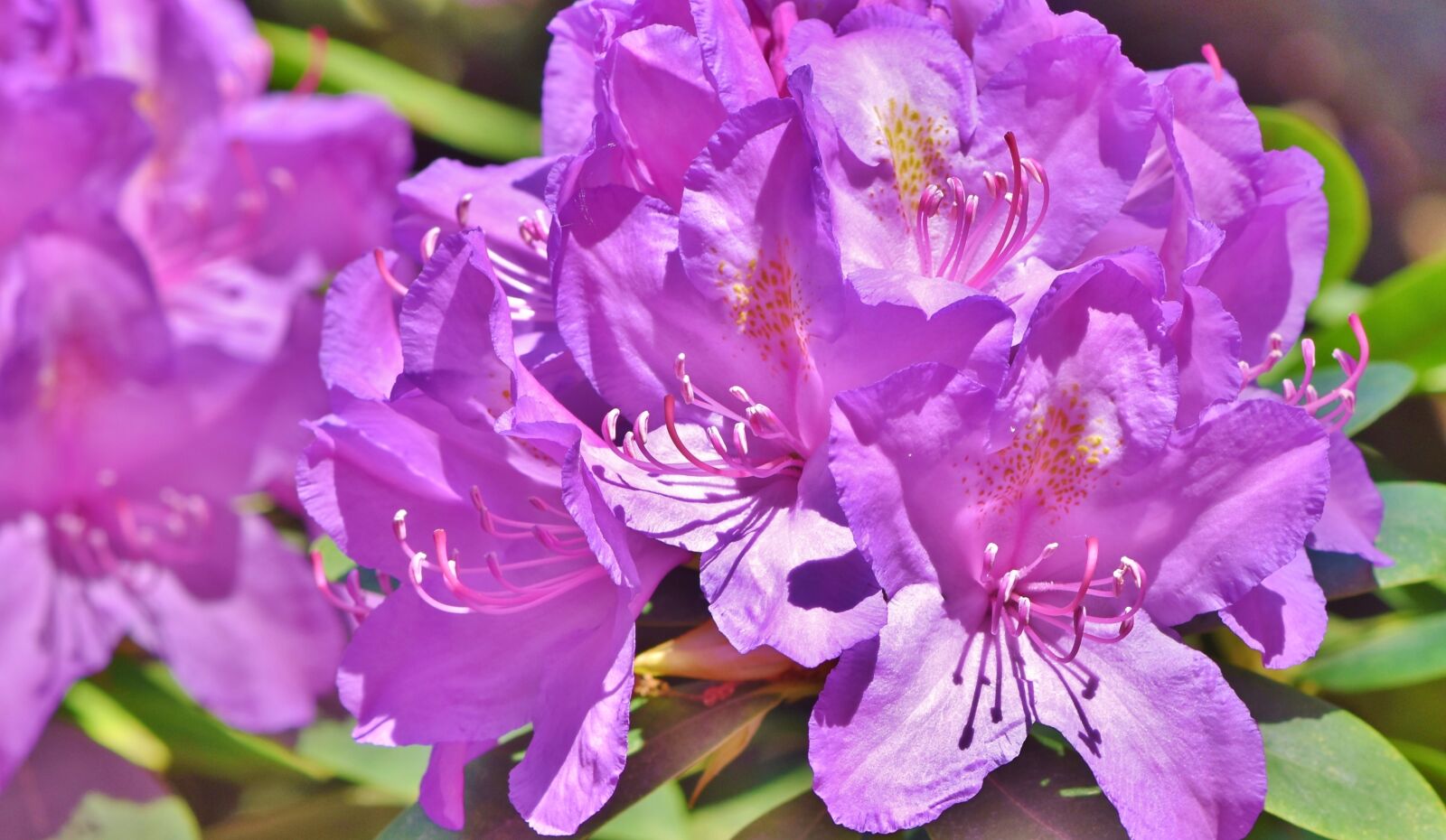Nikon D7200 sample photo. Rhododendron, rhododendron buds, rhododendron photography