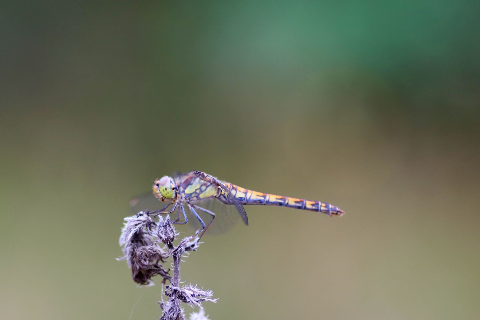 Tamron SP 90mm F2.8 Di VC USD 1:1 Macro sample photo