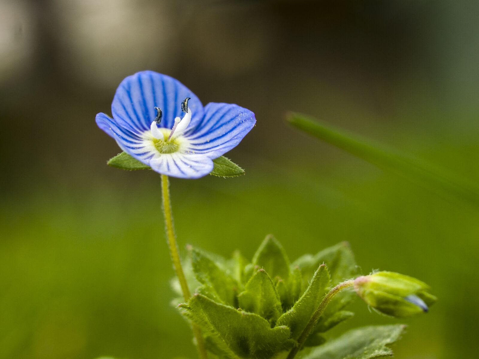 Olympus E-3 sample photo. Honorary award, plant, flower photography