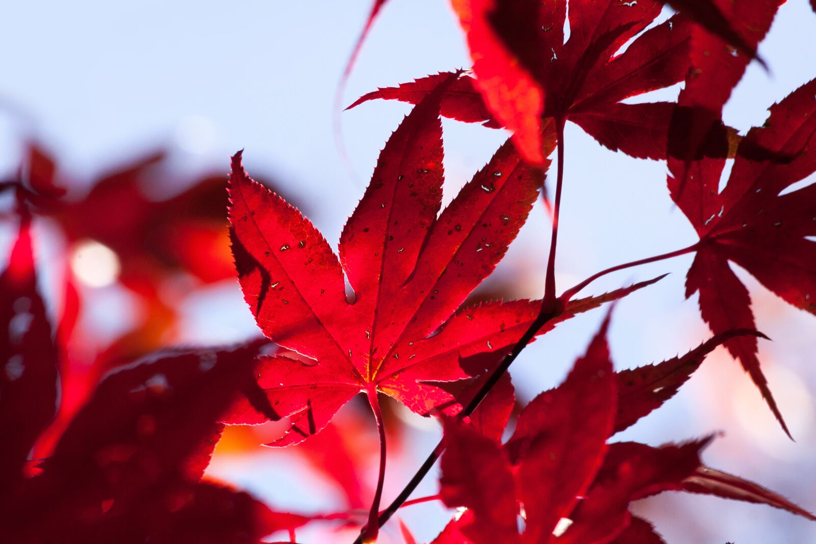 Canon EOS 50D sample photo. Maple, autumn, leaf photography