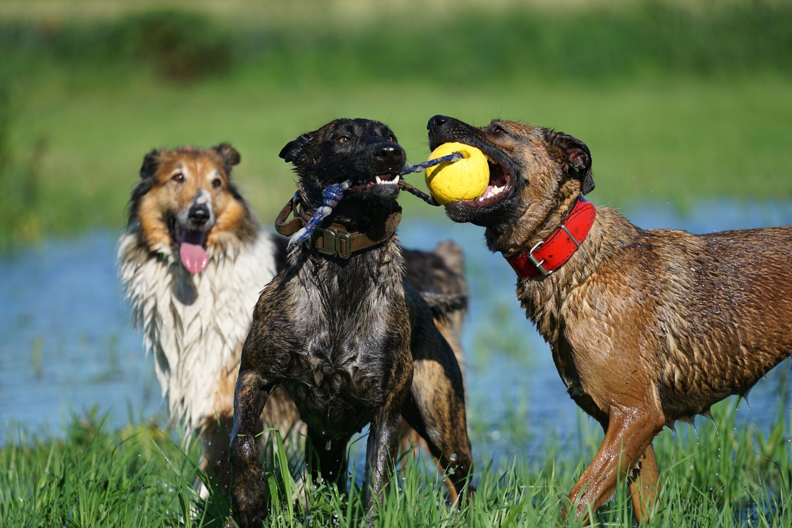 Sony a7 II + Sony FE 70-200mm F4 G OSS sample photo. Animals, dogs, fun photography