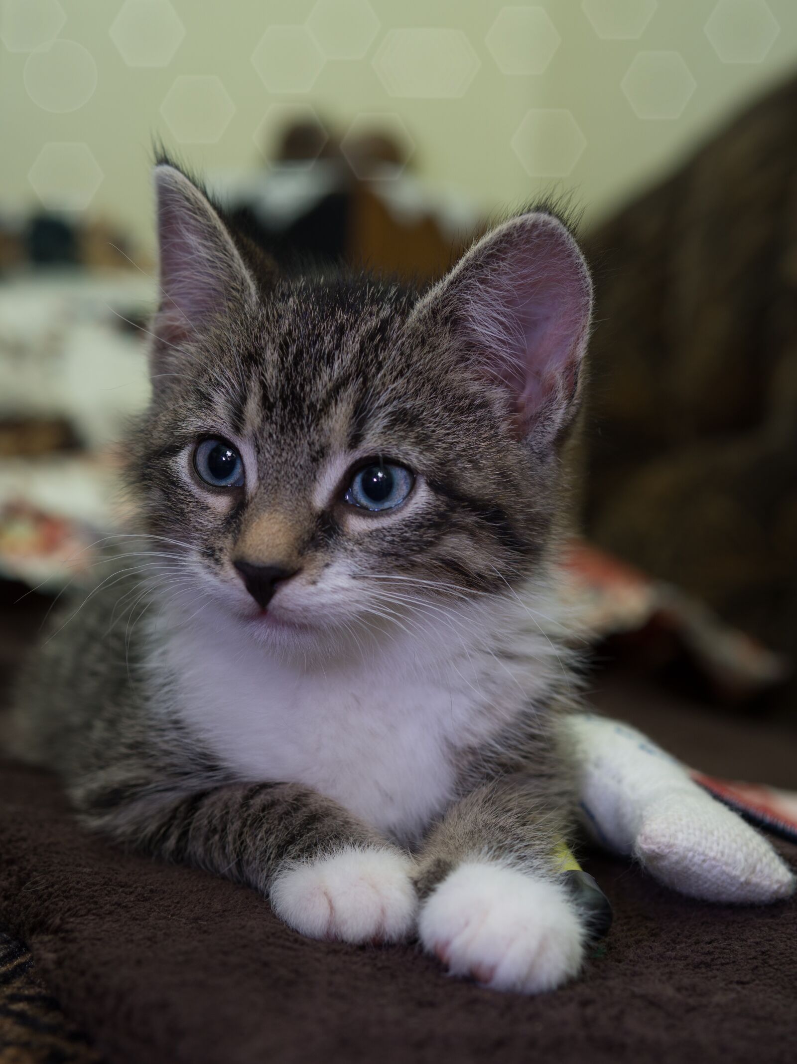 30mm F1.4 DC DN | Contemporary 016 sample photo. Cat, small, mackerel photography