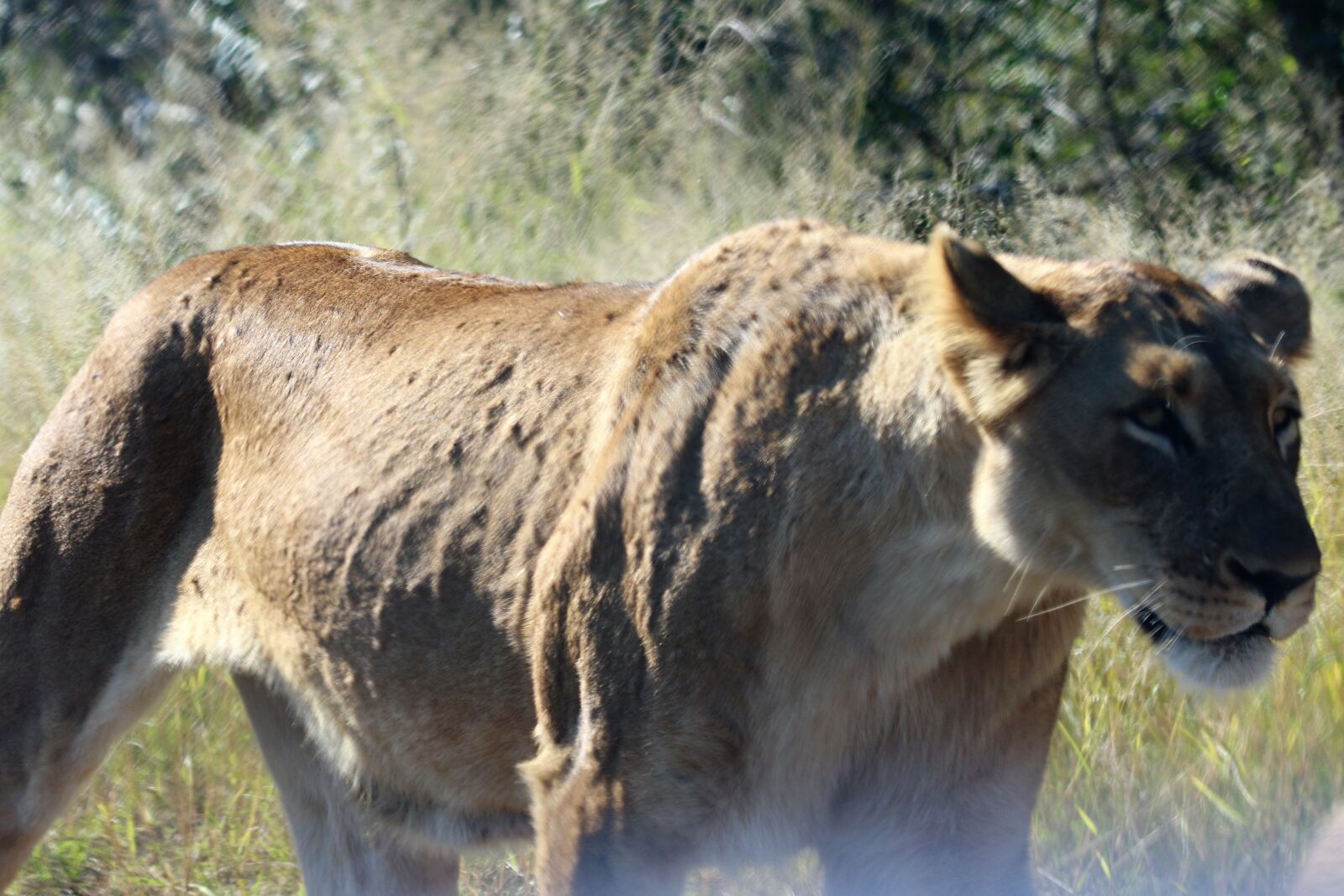 Canon EOS 7D Mark II sample photo. Africa, animal, cat, dangerous photography