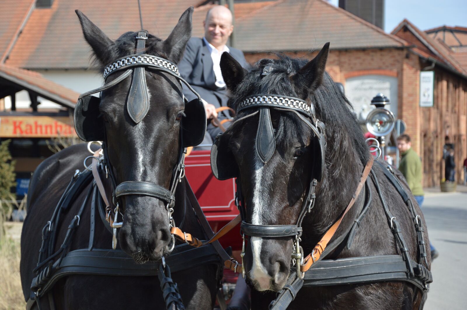 Nikon D3200 sample photo. Animals, horses photography