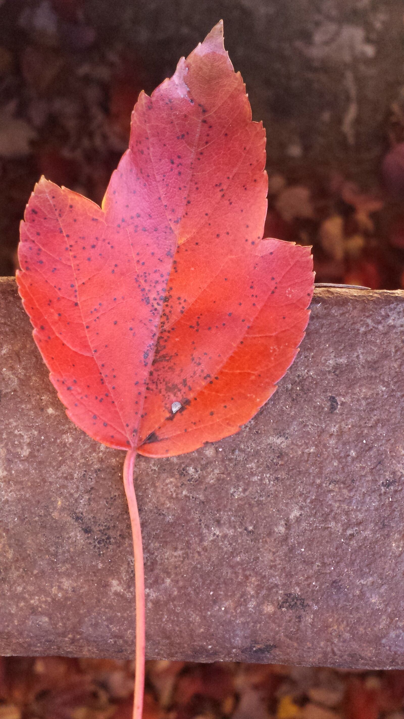 Samsung Galaxy S4 sample photo. Autumn, leaf, fall, fallen photography