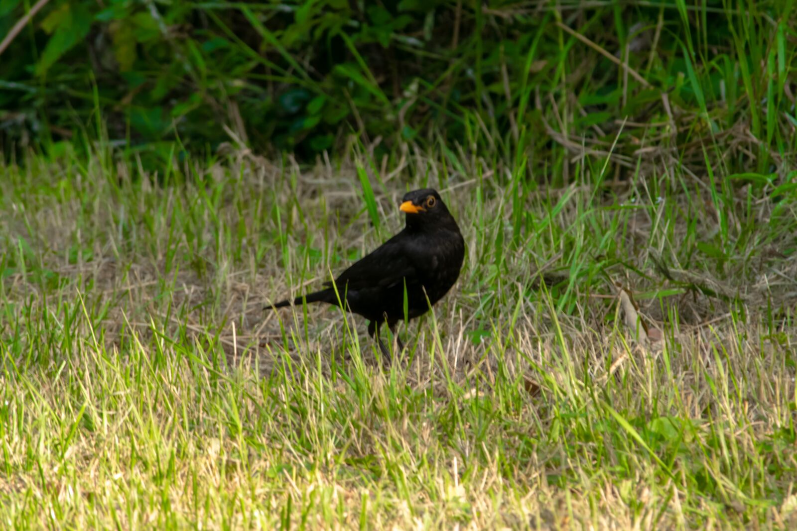 Nikon D3300 sample photo. Small, bird, nature photography