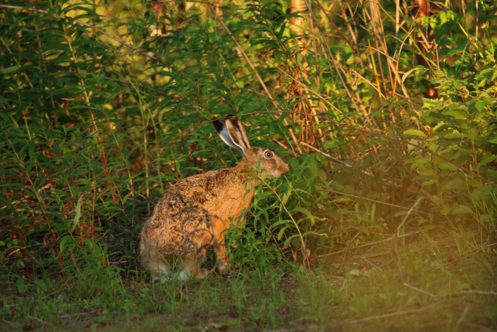 150-600mm F5-6.3 DG OS HSM | Contemporary 015 sample photo. Hare, wild animal, wildlife photography
