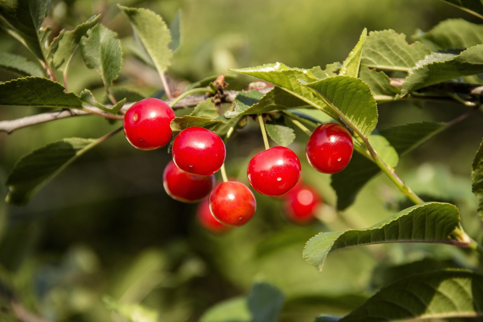 Canon EOS 650D (EOS Rebel T4i / EOS Kiss X6i) sample photo. Cherry, fruit, berry photography