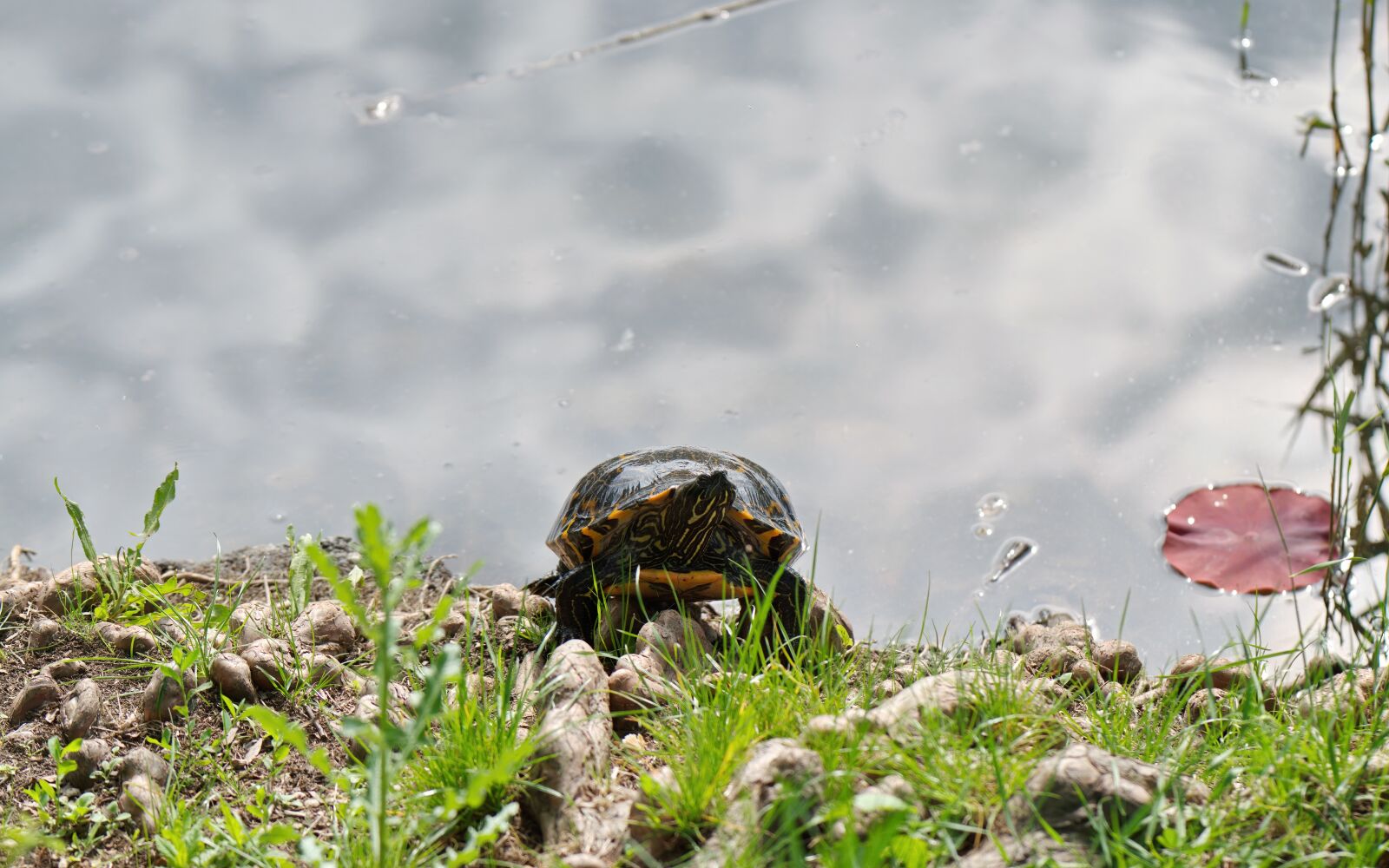 Nikon D5300 sample photo. Turtle, shell, up photography