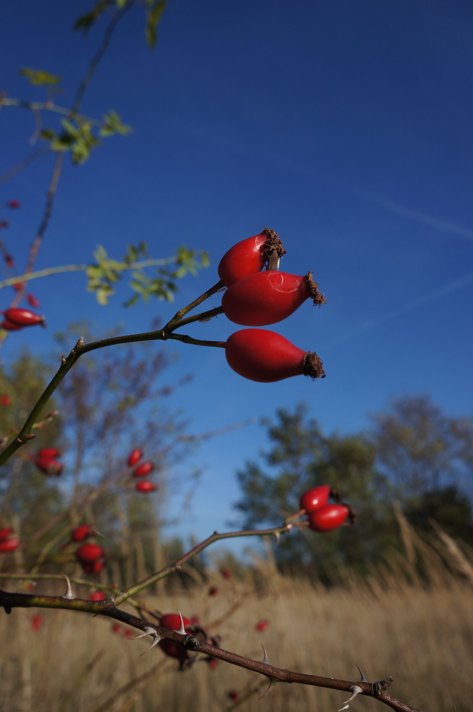 Sony Alpha NEX-5N + Sony E 18-55mm F3.5-5.6 OSS sample photo. Rose hip, thorns, autumn photography