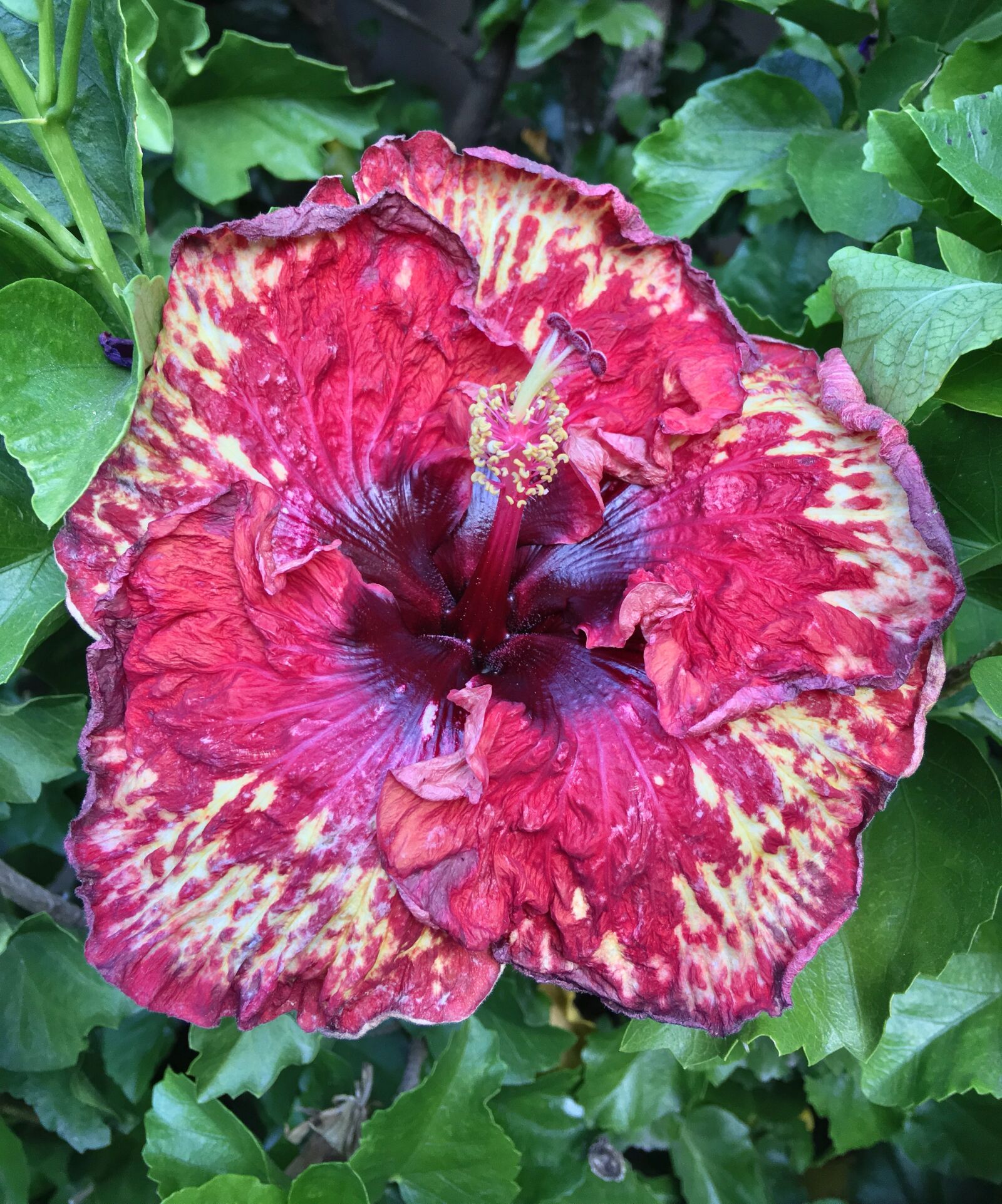 Apple iPhone 6s Plus sample photo. Ibisco, red flower, red photography