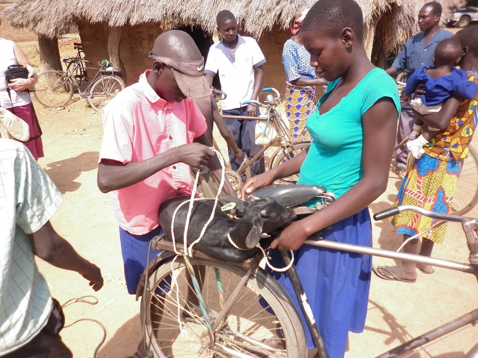 Panasonic DMC-F3 sample photo. Africa, animals, bicycle, goat photography