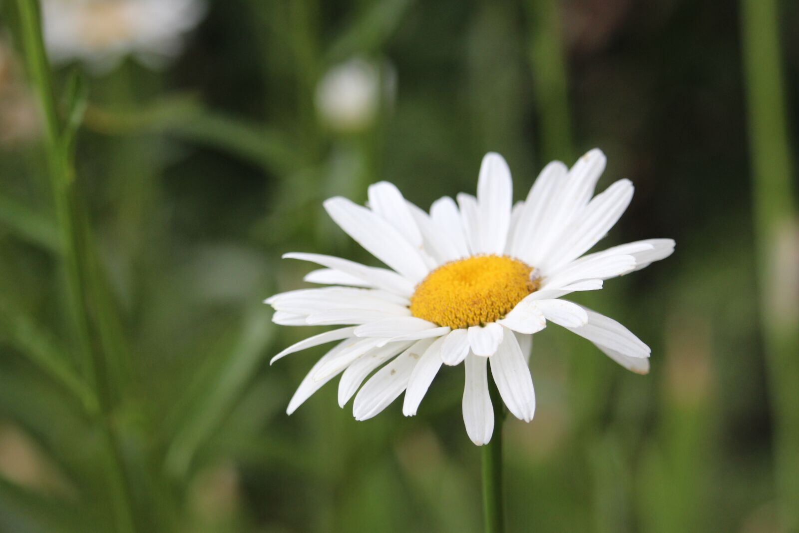Canon EOS 700D (EOS Rebel T5i / EOS Kiss X7i) + Canon EF-S 55-250mm F4-5.6 IS STM sample photo. Flower, daisy, white photography