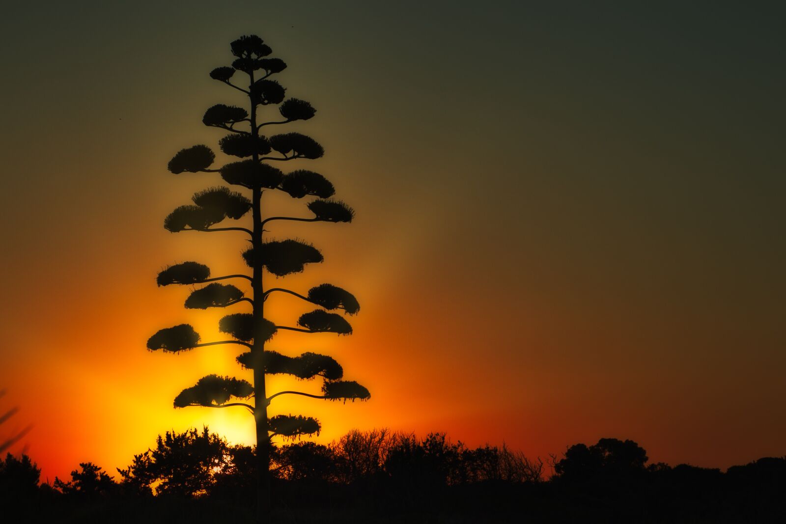 Canon EOS 80D sample photo. Sunrise, tree, nature photography