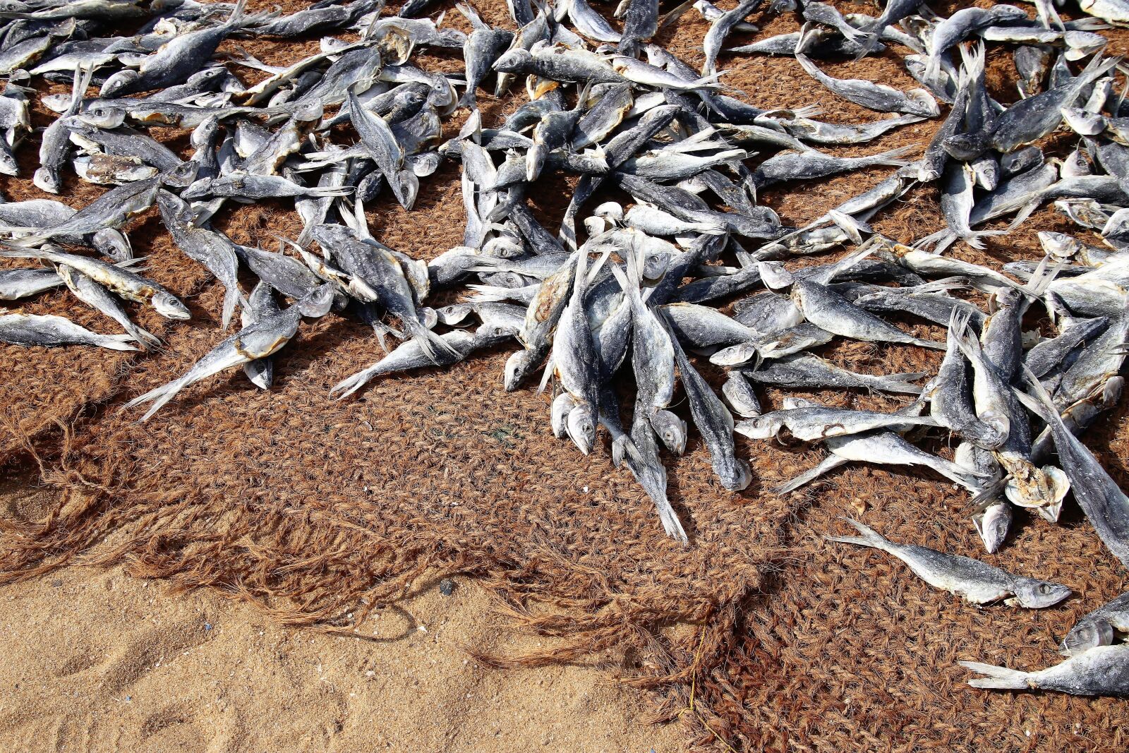 Canon EOS 80D sample photo. Fish, fish market, drying photography