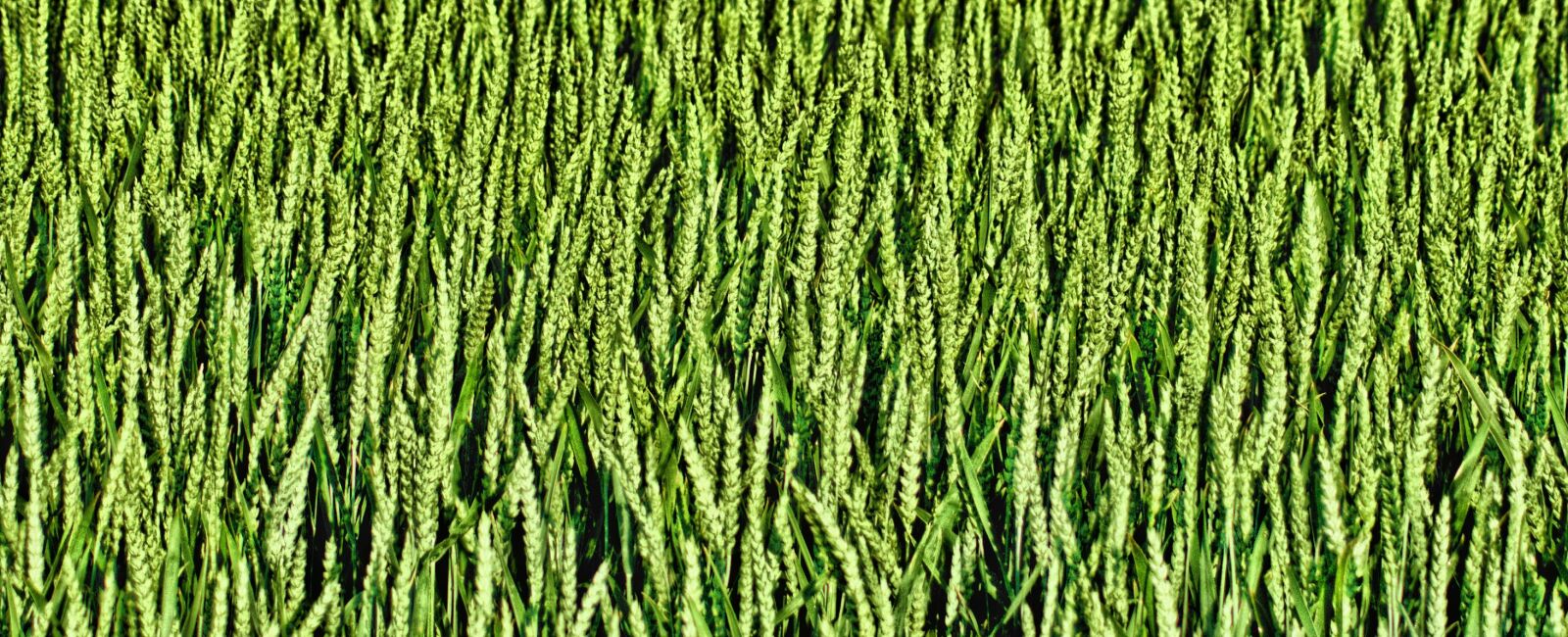 Nikon D7100 sample photo. Corn, field, village photography