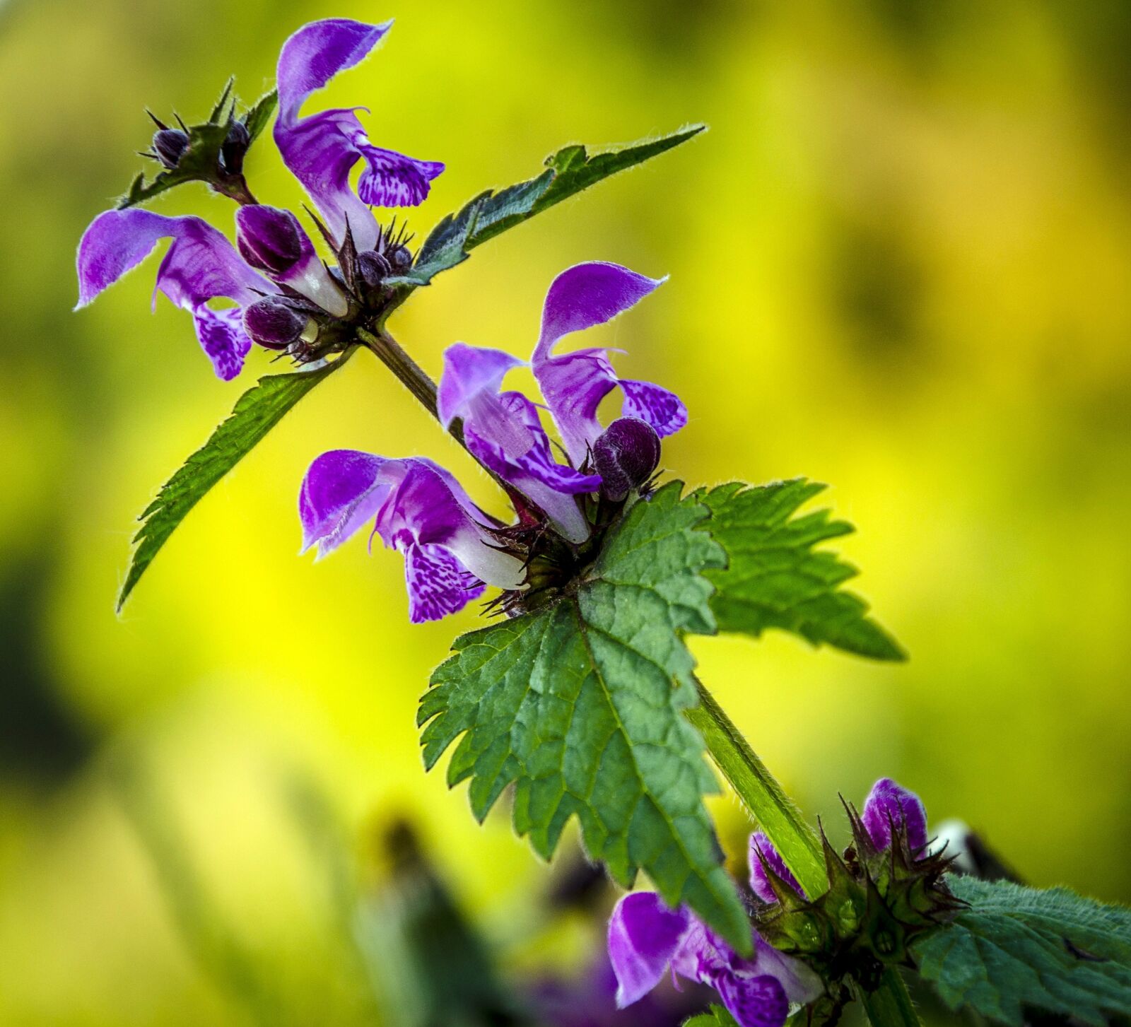 Nikon D5100 sample photo. Spring, flower, nature photography