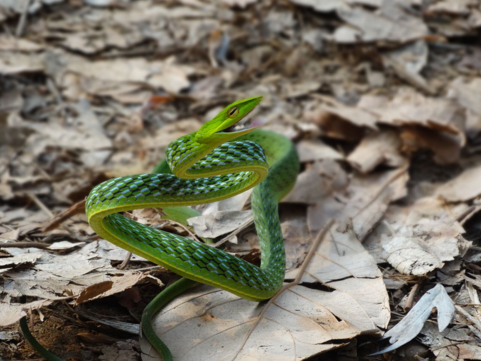 Sony Cyber-shot DSC-HX300 sample photo. Snake, green vine snake photography