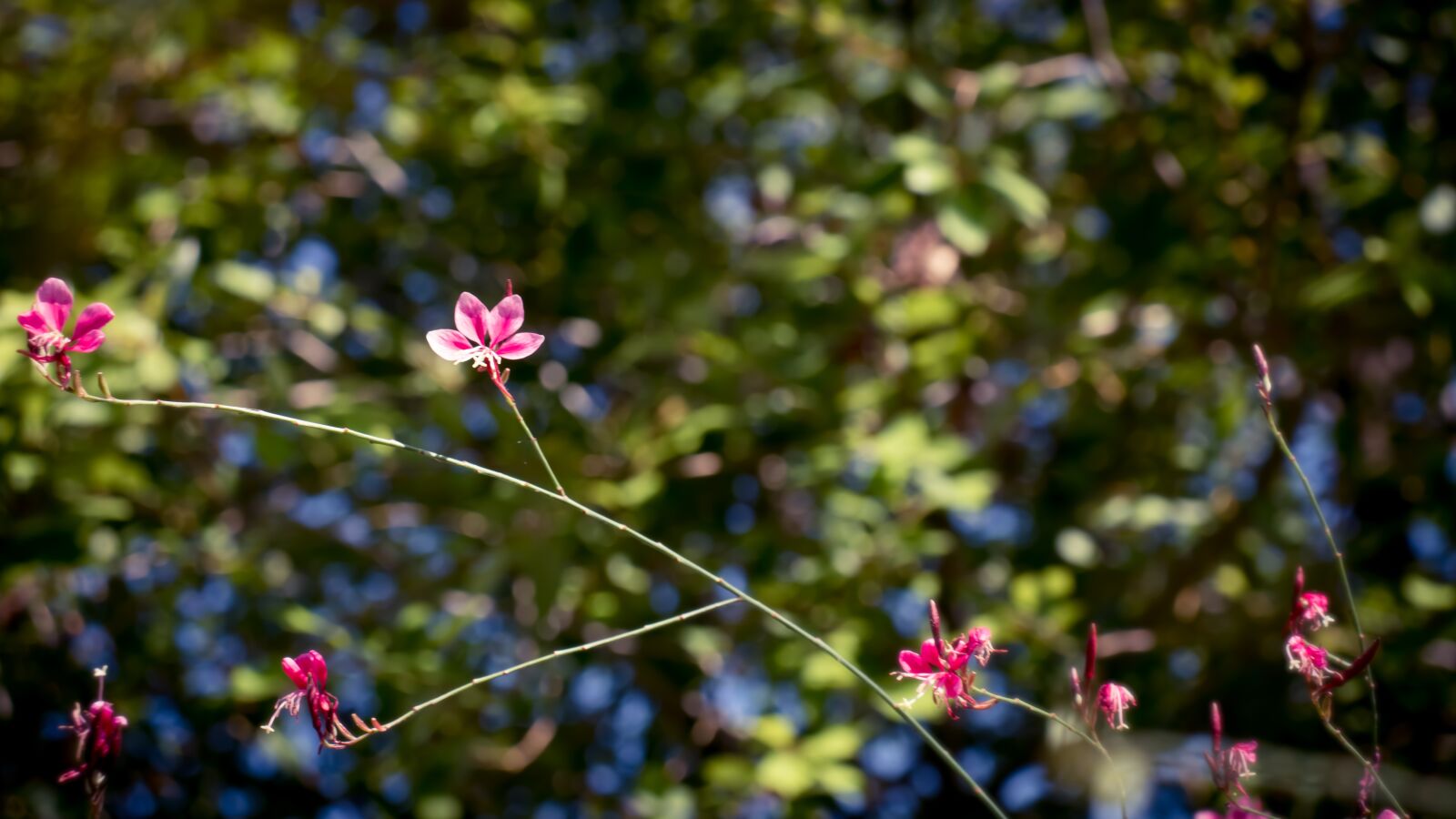 Canon EOS 800D (EOS Rebel T7i / EOS Kiss X9i) sample photo. Flower, pink, leaves photography