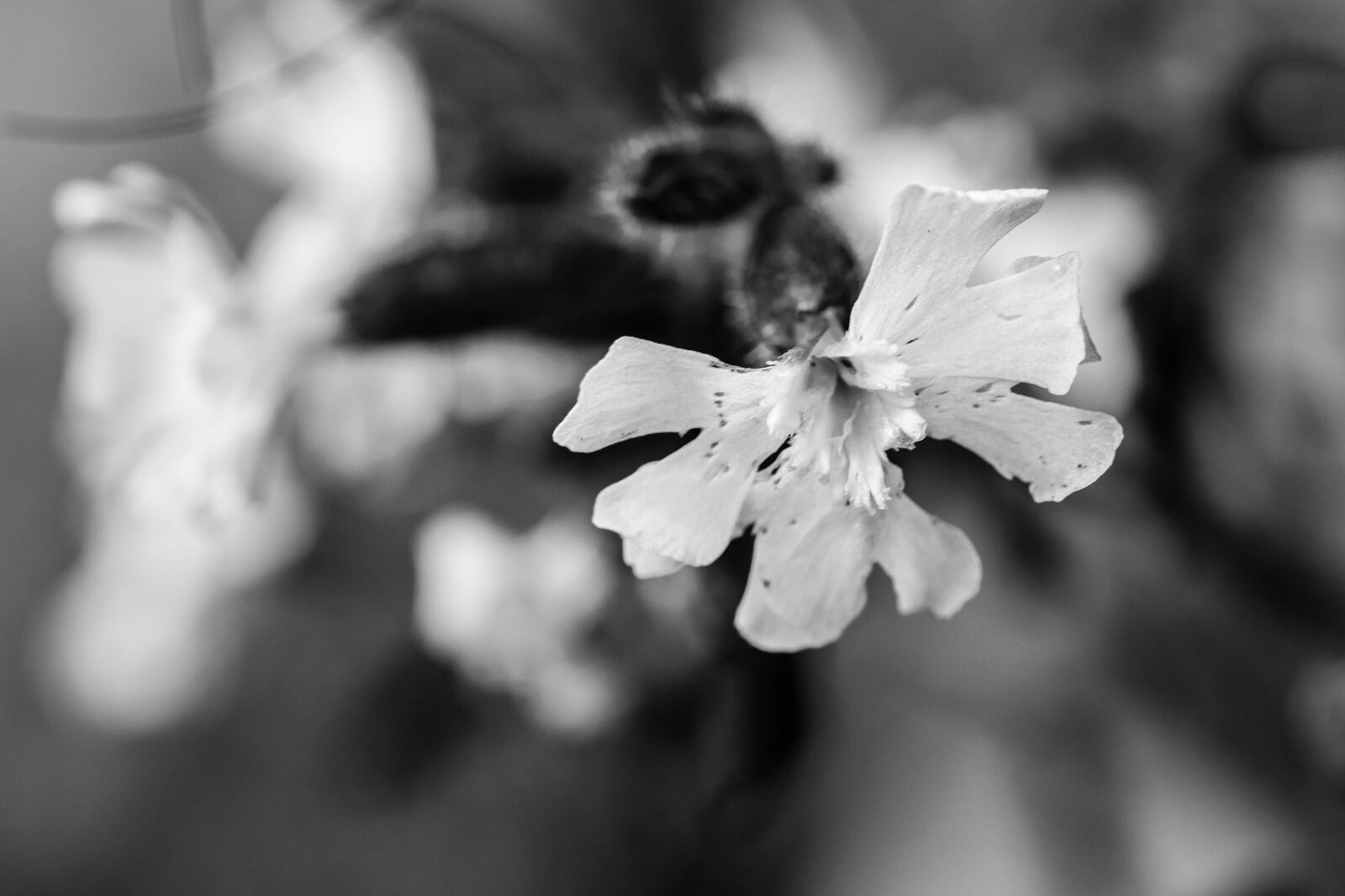 Canon EOS 7D Mark II sample photo. Flowers, wild flowers, summer photography