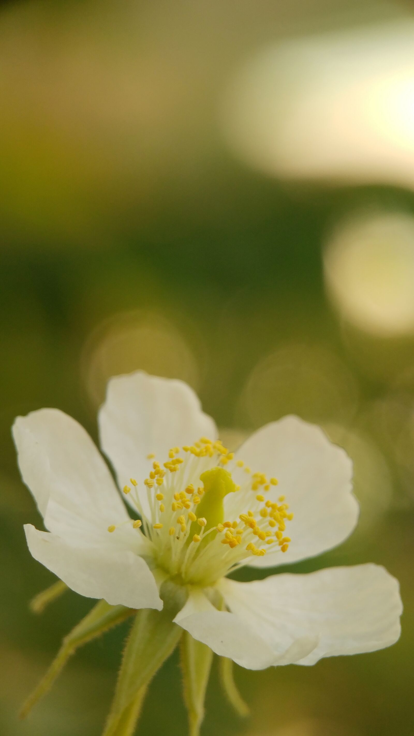 LG G5 sample photo. Flower, macro, blur photography