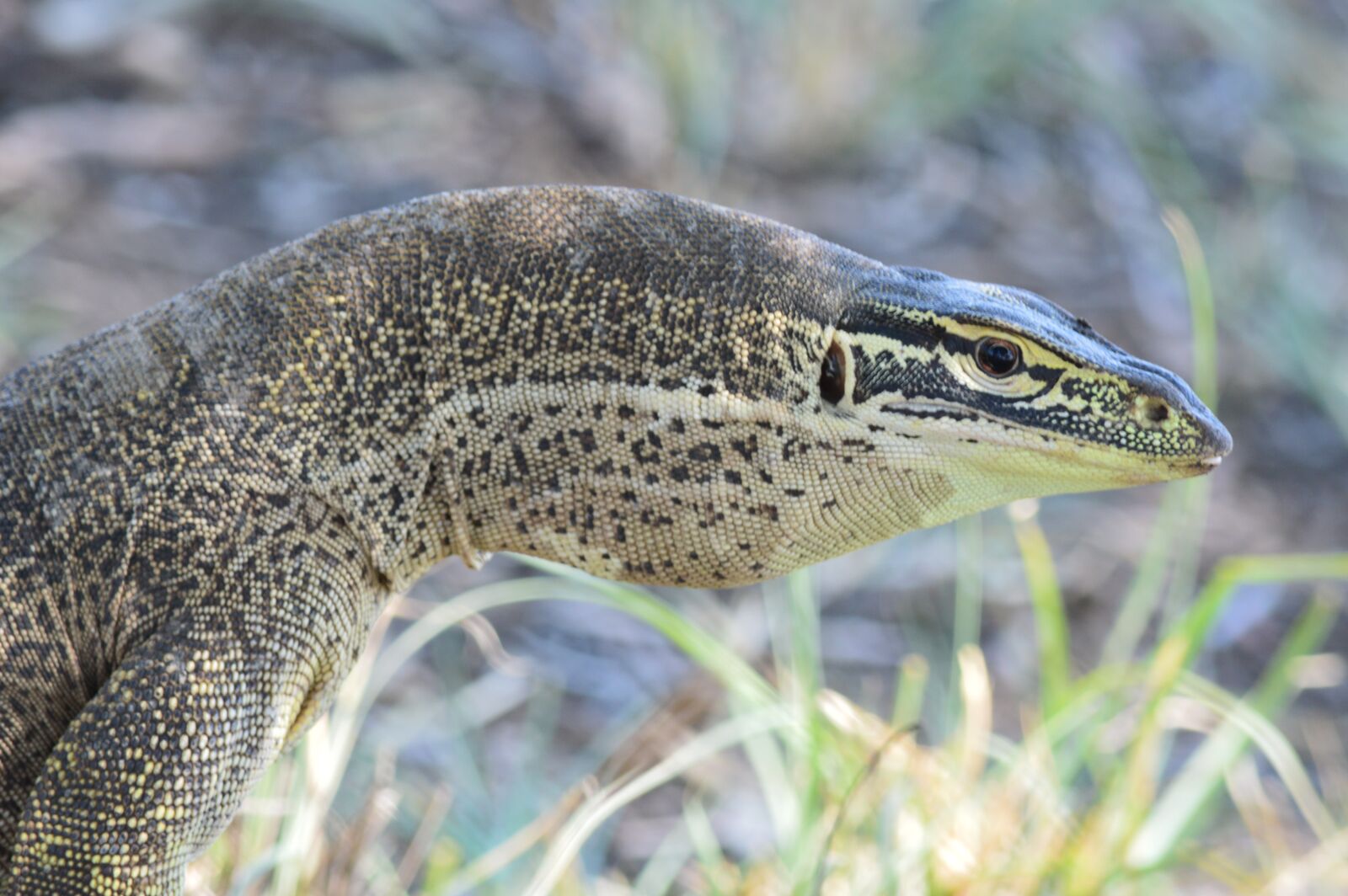 Nikon D3200 sample photo. Reptile, nature, monitor lizard photography
