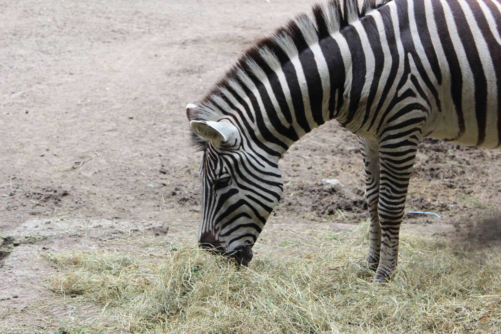 Canon EOS 600D (Rebel EOS T3i / EOS Kiss X5) sample photo. Zebra, zoo, black photography