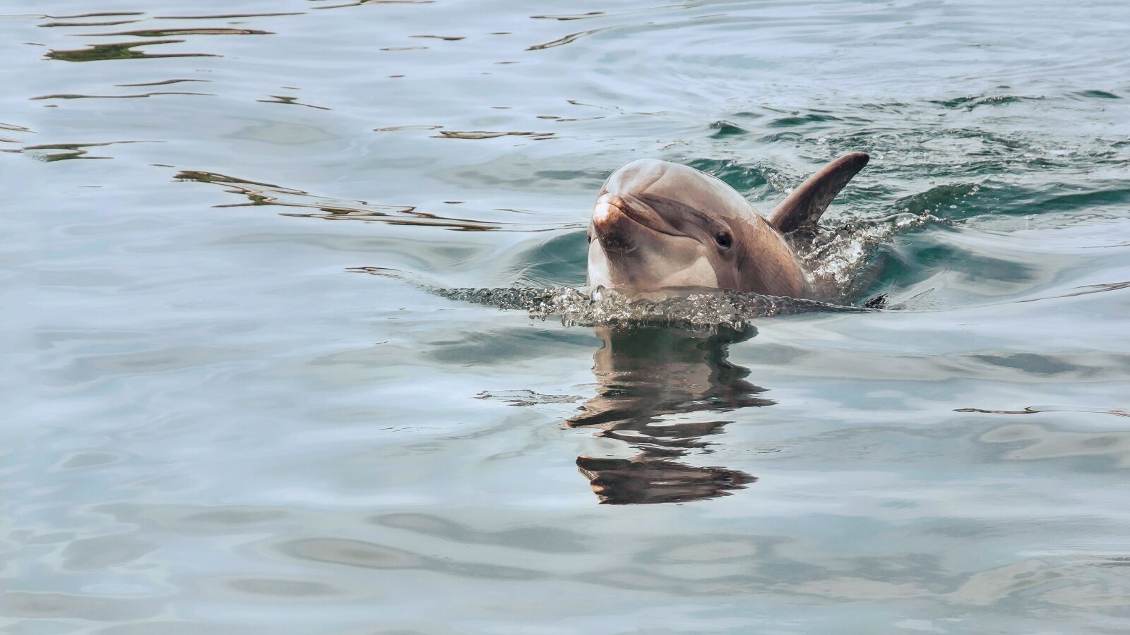 Canon EOS 650D (EOS Rebel T4i / EOS Kiss X6i) sample photo. Dolphin, waters, nature photography