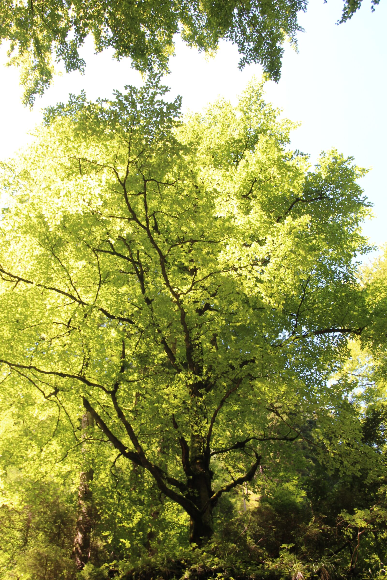 Canon EOS 600D (Rebel EOS T3i / EOS Kiss X5) sample photo. Tree, green, leaf photography