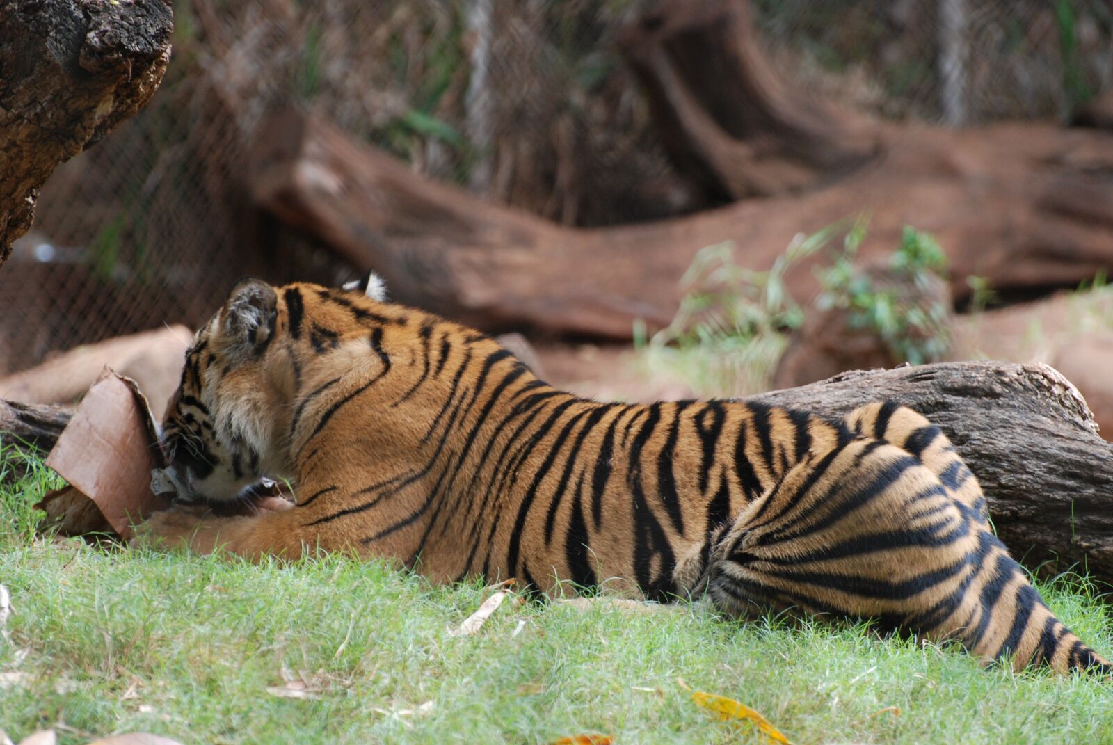 Nikon D80 sample photo. Animal, tiger, cat photography