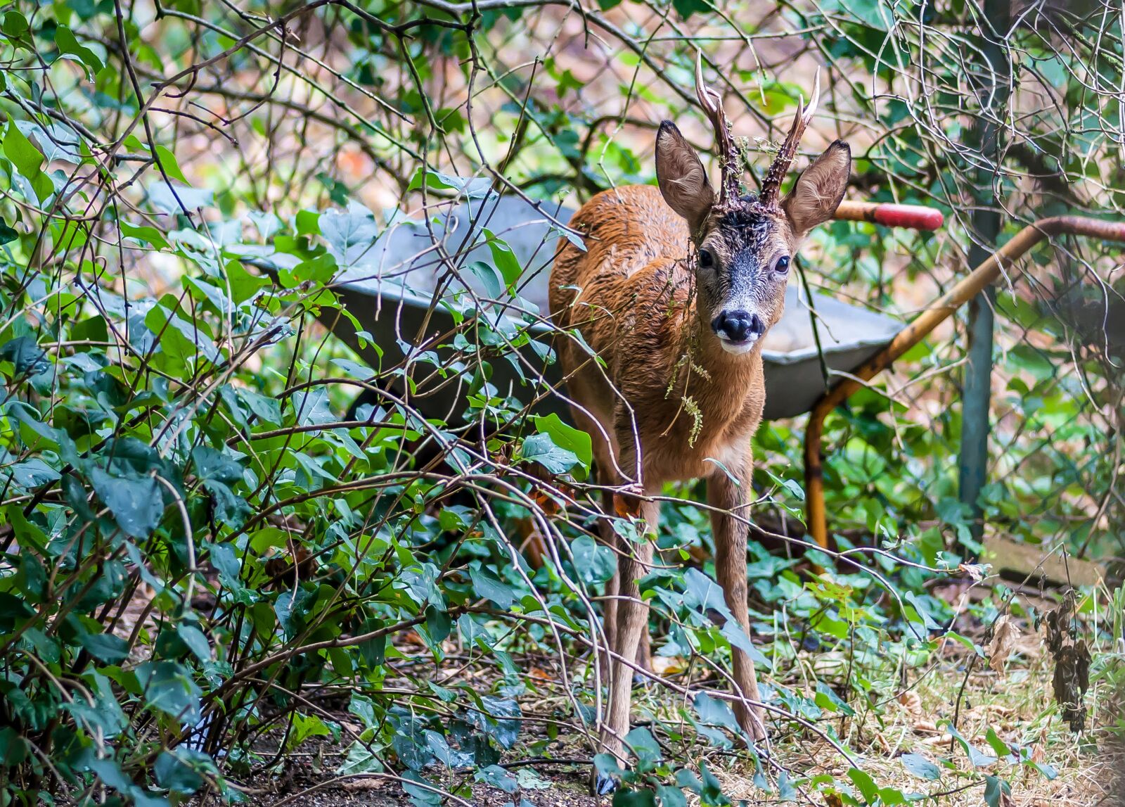 Nikon D5000 sample photo. Roe deer, nature, scheu photography
