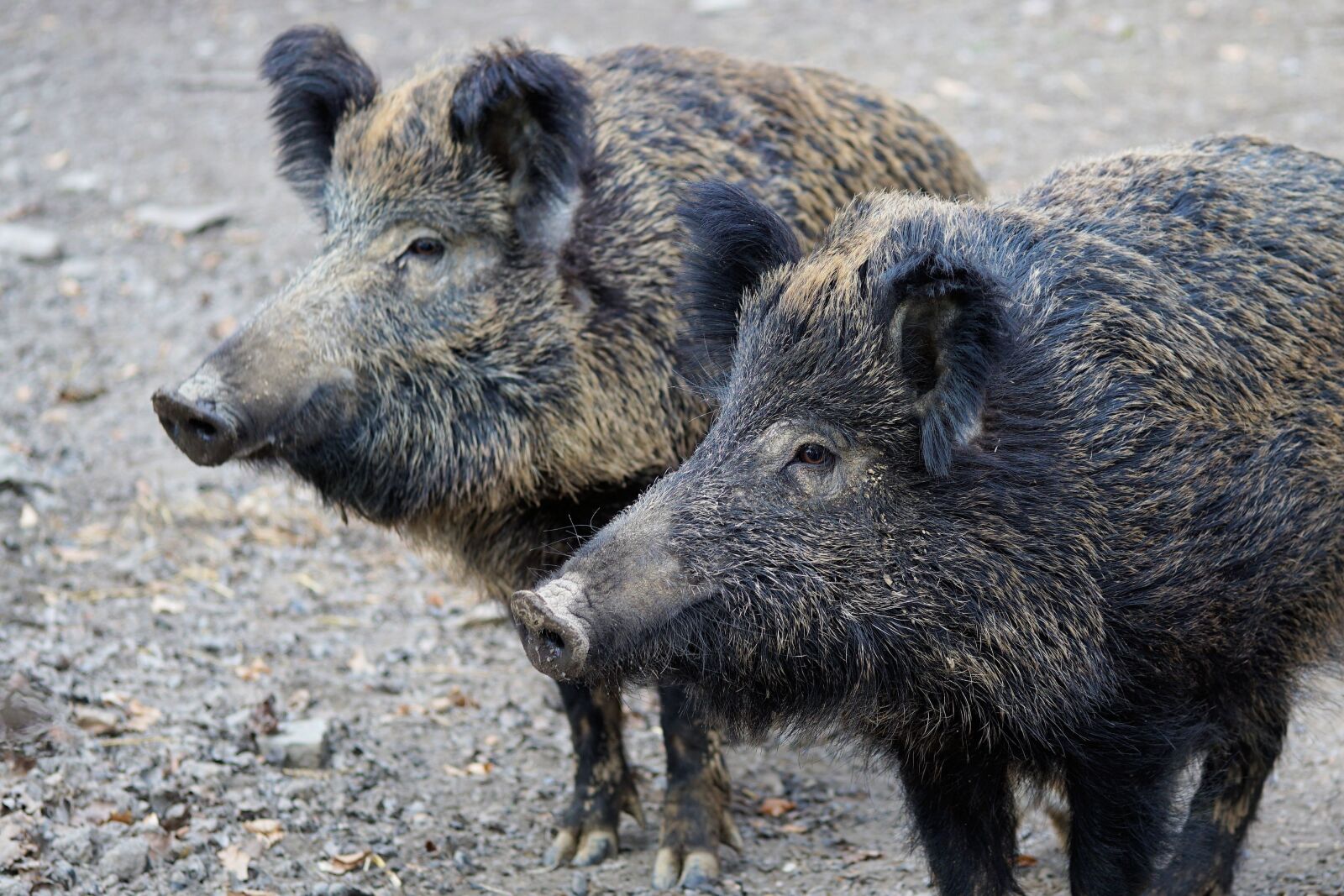 Sony a6000 + E 60mm F2.8 sample photo. Boar, pig, sow photography