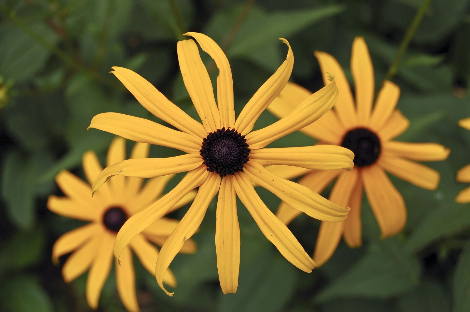 Nikon D50 sample photo. Flower, yellow, spring photography