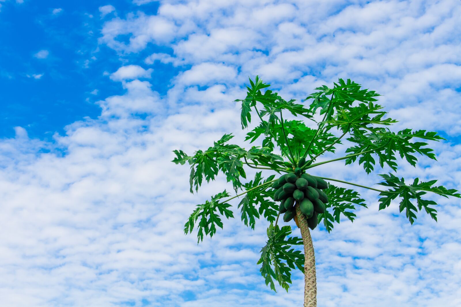 Canon EOS 700D (EOS Rebel T5i / EOS Kiss X7i) sample photo. Papaya tree, papaya, fruit photography