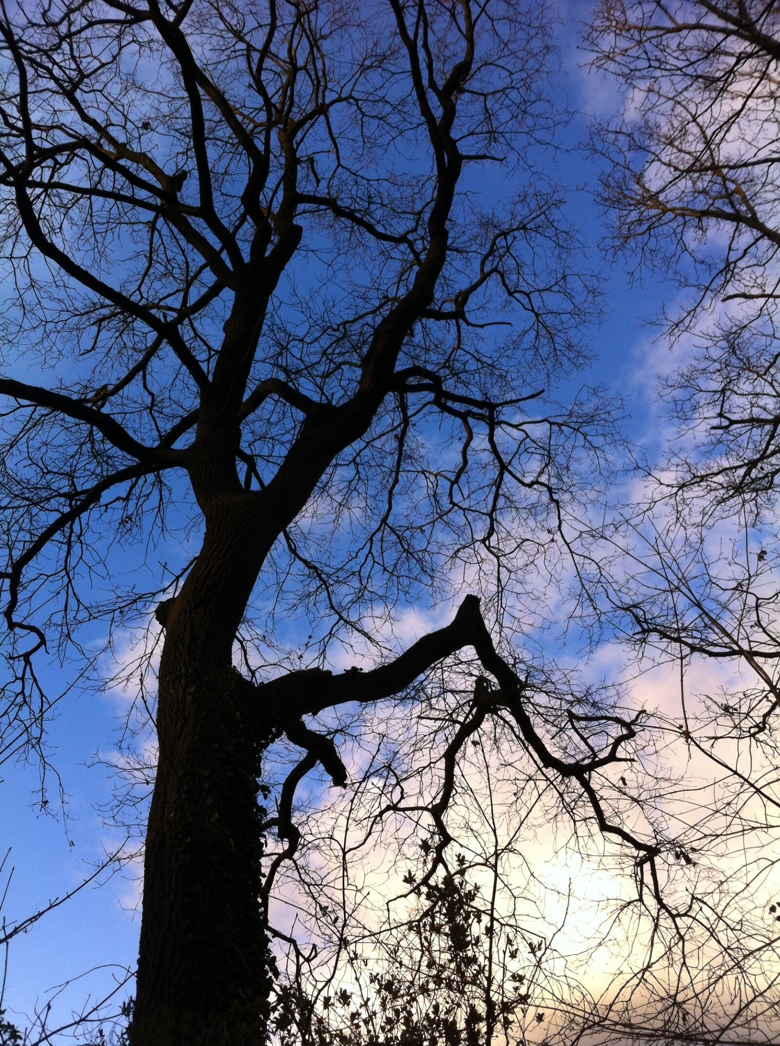 iPhone 4 back camera 3.85mm f/2.8 sample photo. Clouds, tree, nature photography