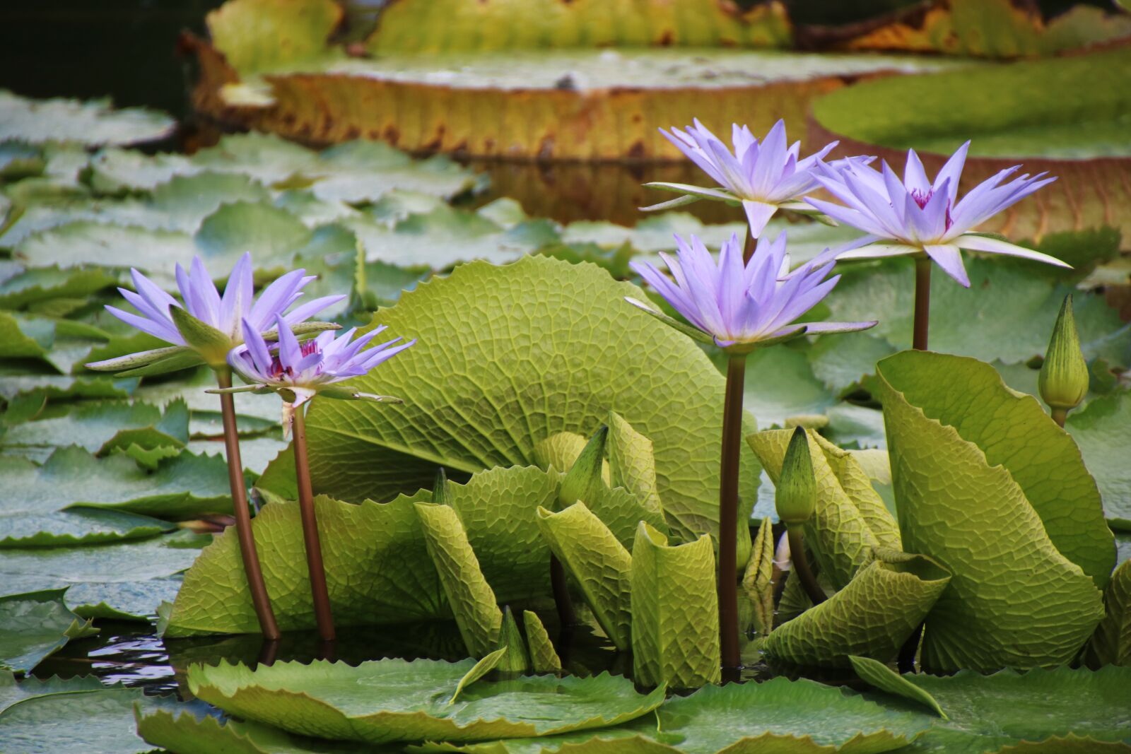Canon EOS 750D (EOS Rebel T6i / EOS Kiss X8i) sample photo. Water lily, purple, flower photography