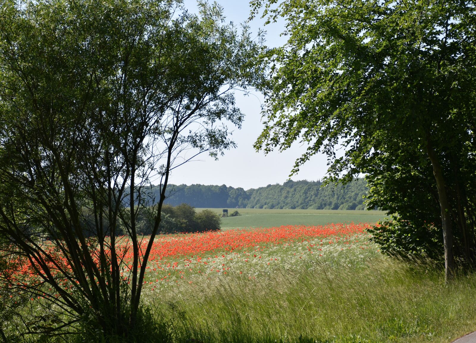 Nikon D7200 sample photo. Poppy, nature recording, meadow photography