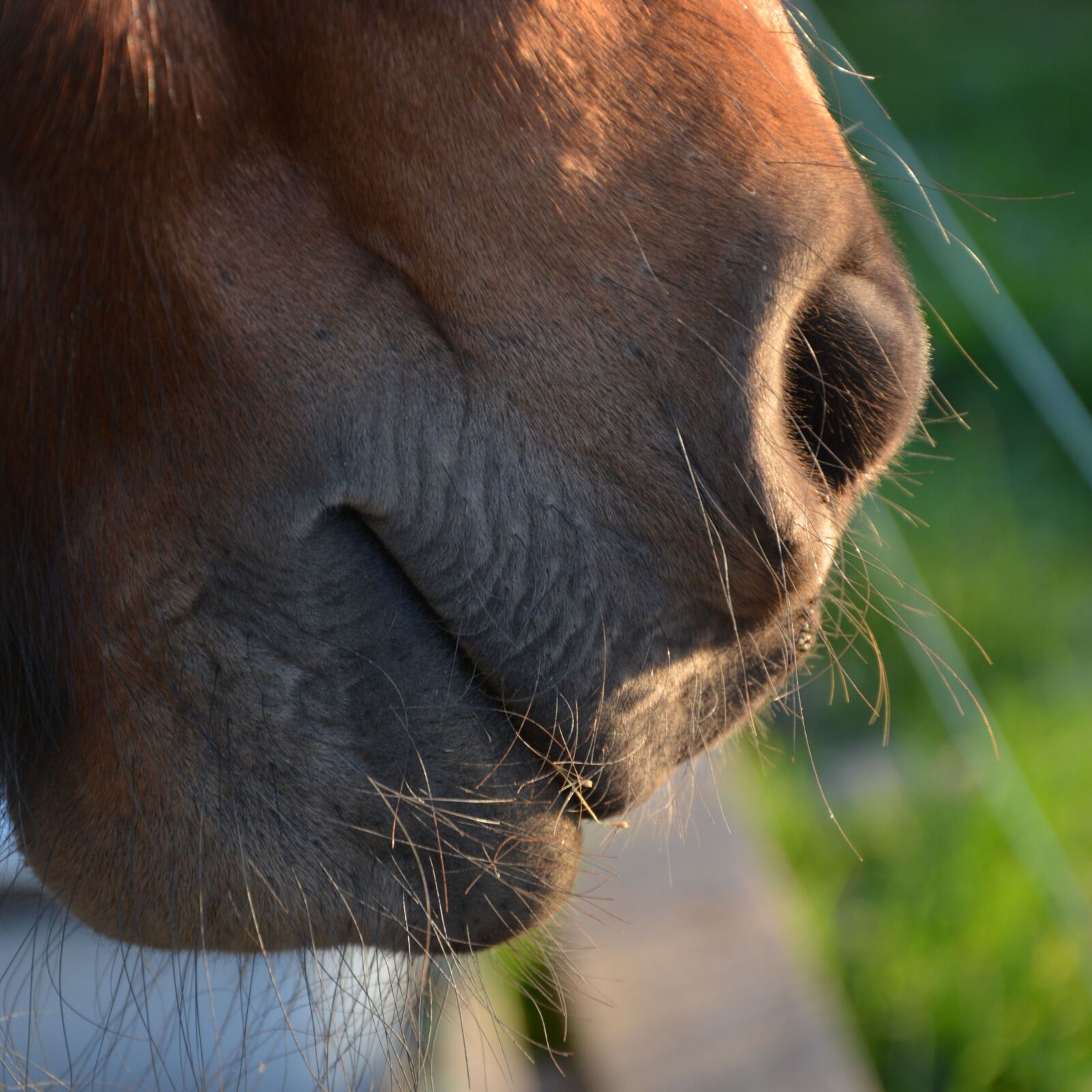 Nikon D7100 sample photo. Horse, nose, close up photography