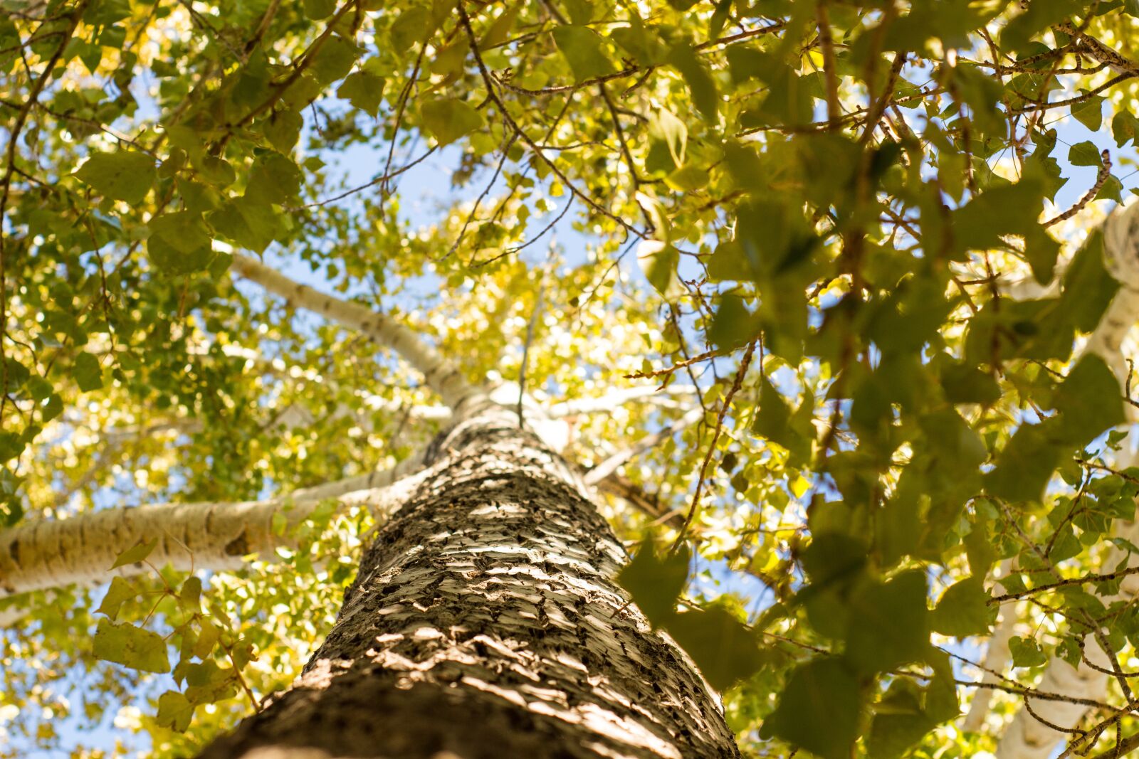 Canon EOS 100D (EOS Rebel SL1 / EOS Kiss X7) sample photo. Tree, sunshine, landscape photography