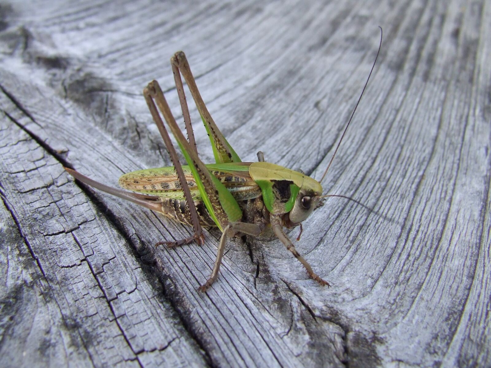 Fujifilm FinePix S5600 sample photo. Grasshopper, wood, insect photography