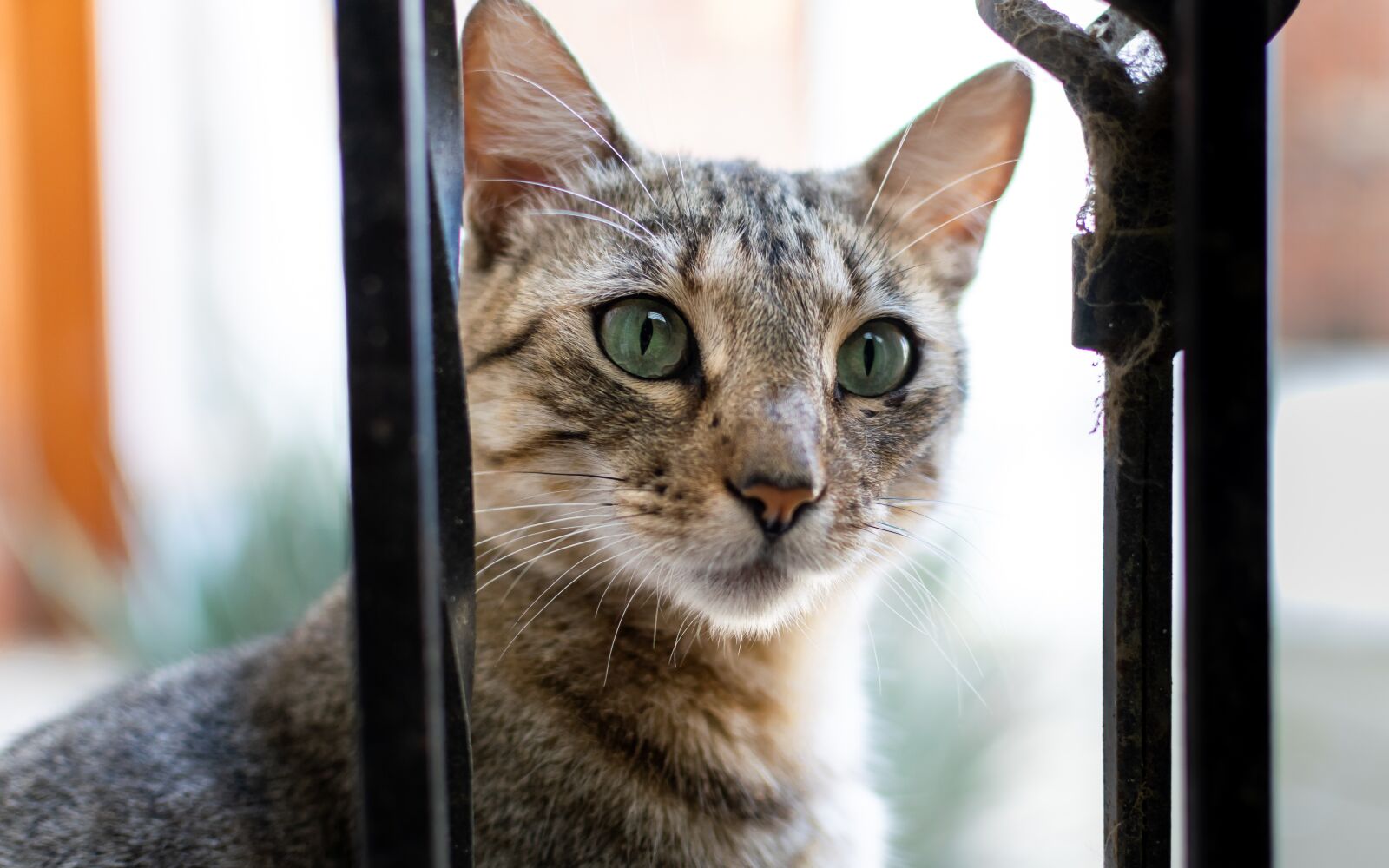Nikon D5300 sample photo. Cat, animal, cute photography