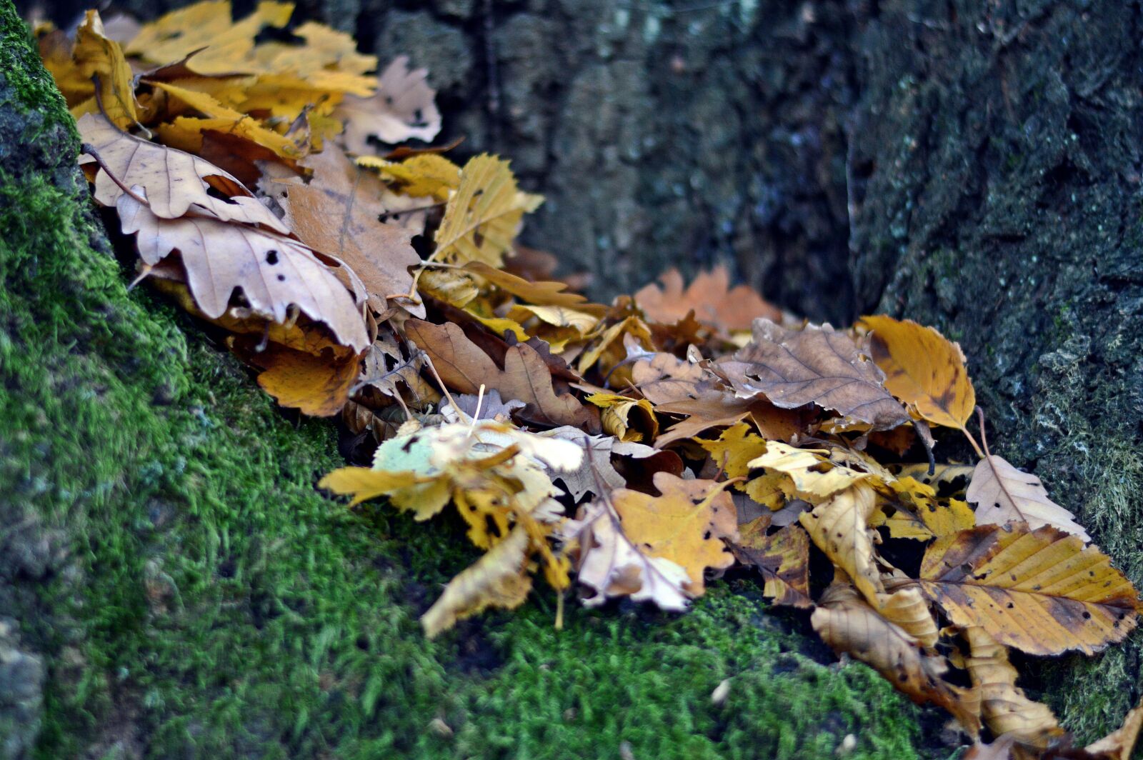 Nikon D3200 sample photo. Leaf, autumn, forest photography