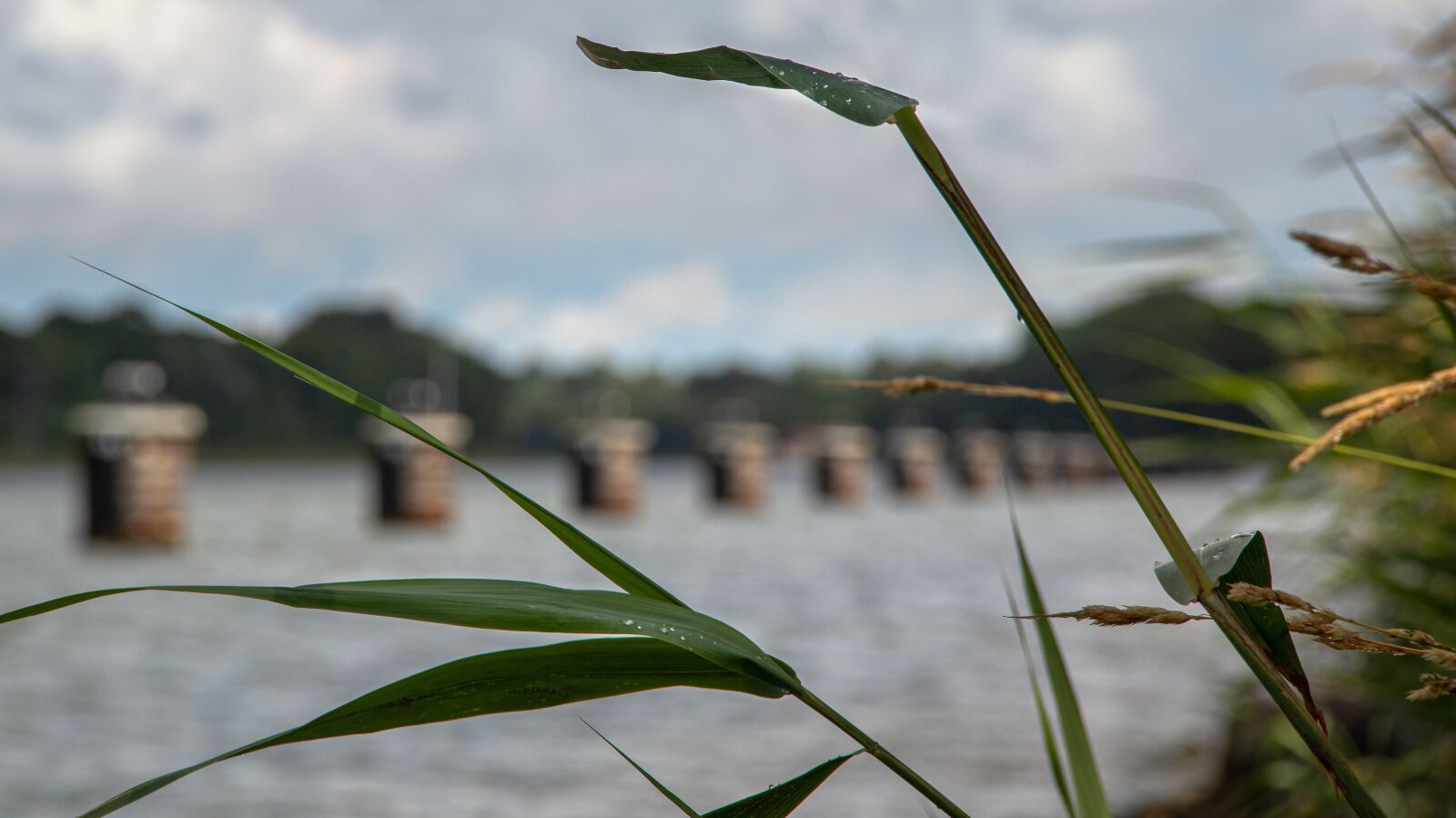 Canon EOS 80D sample photo. Plants, grass, blade photography