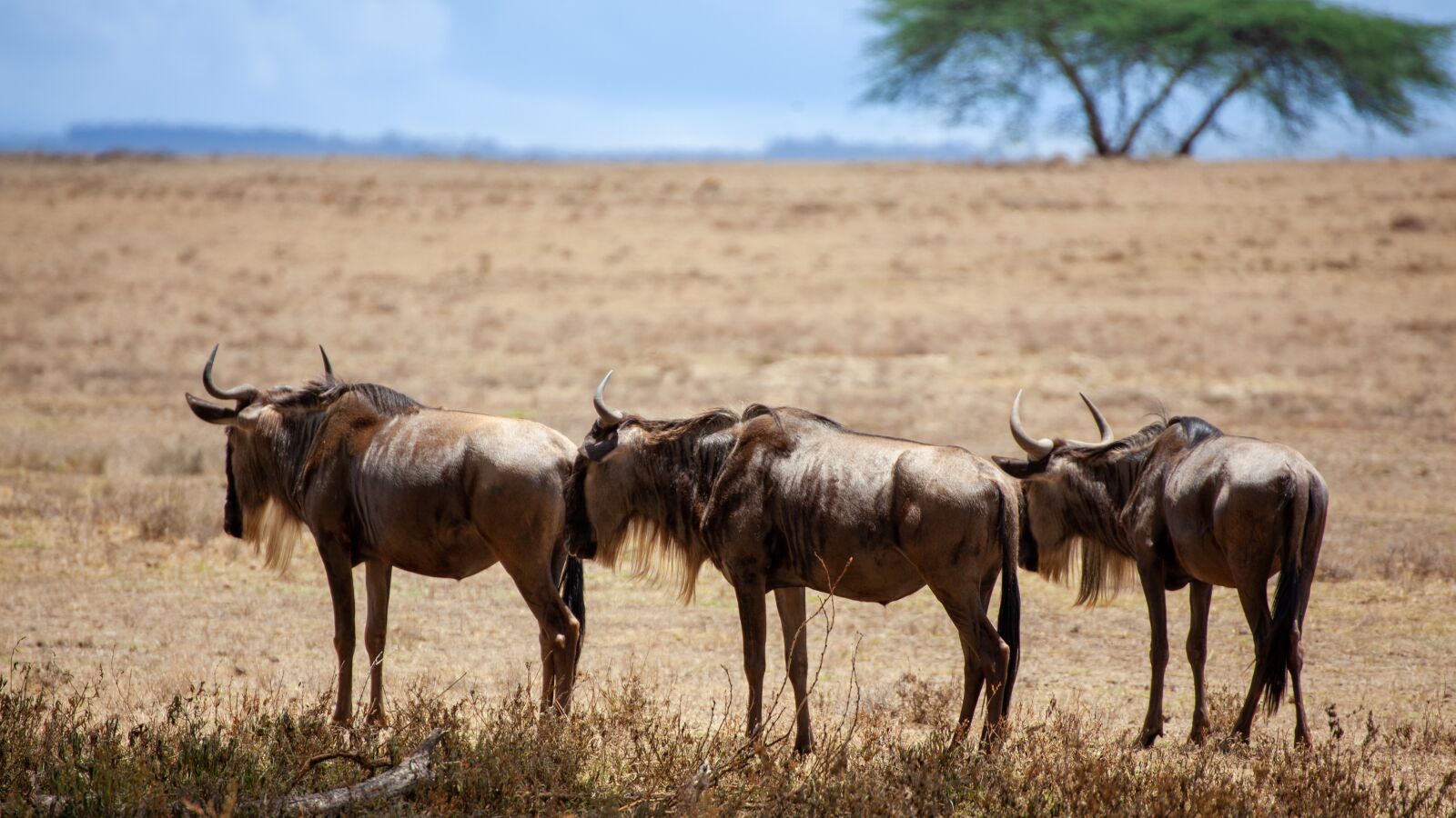 Canon EOS 5D Mark II sample photo. Buffalo, savannah, africa photography