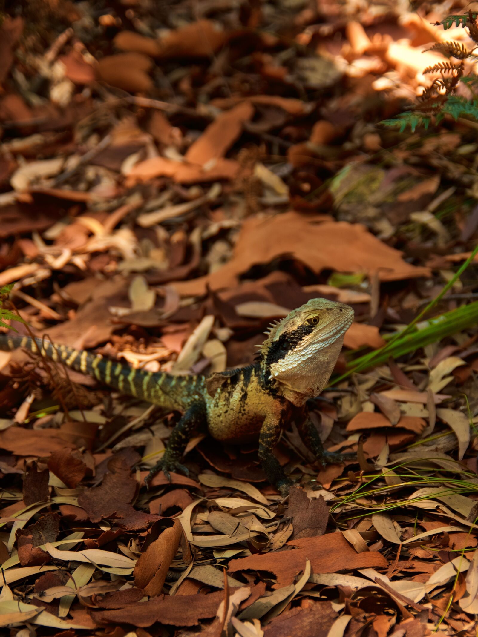 Pentax K-1 sample photo. Lizard, reptile, animal photography